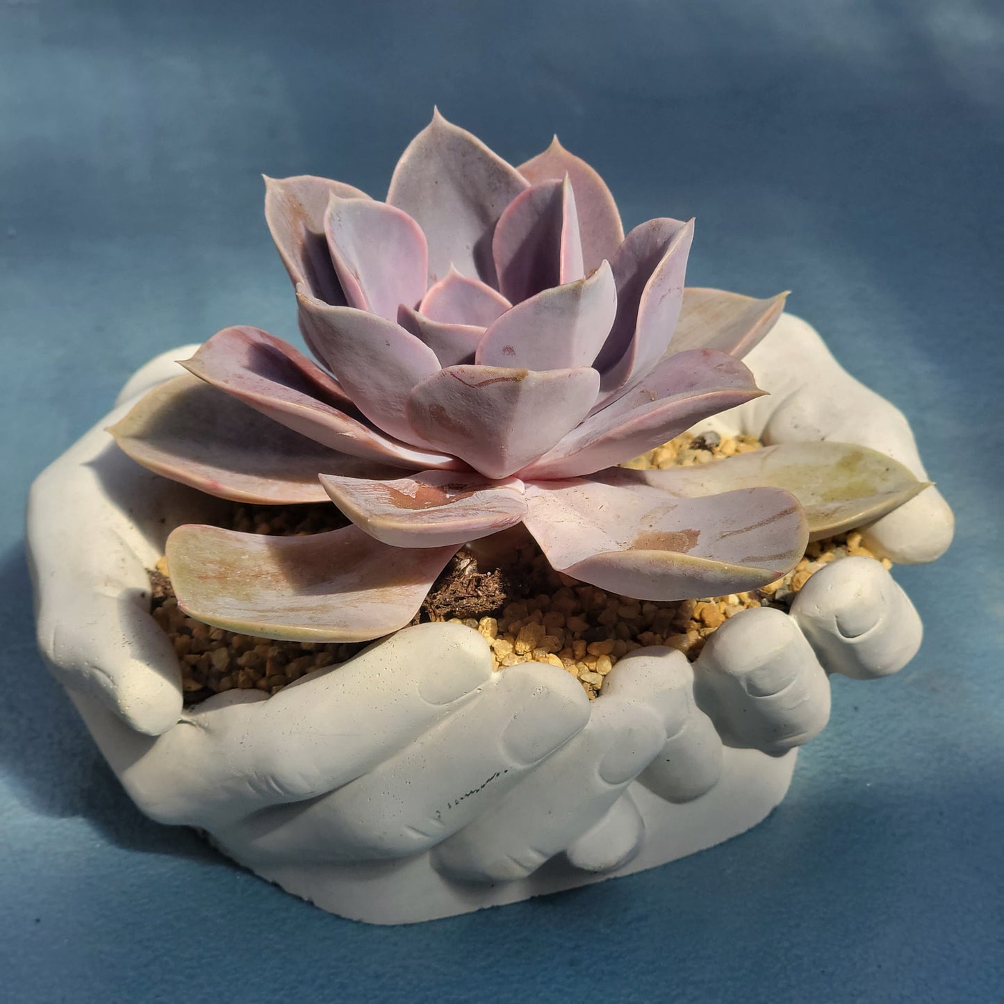 Cement Hands Cactus Succulent Planter