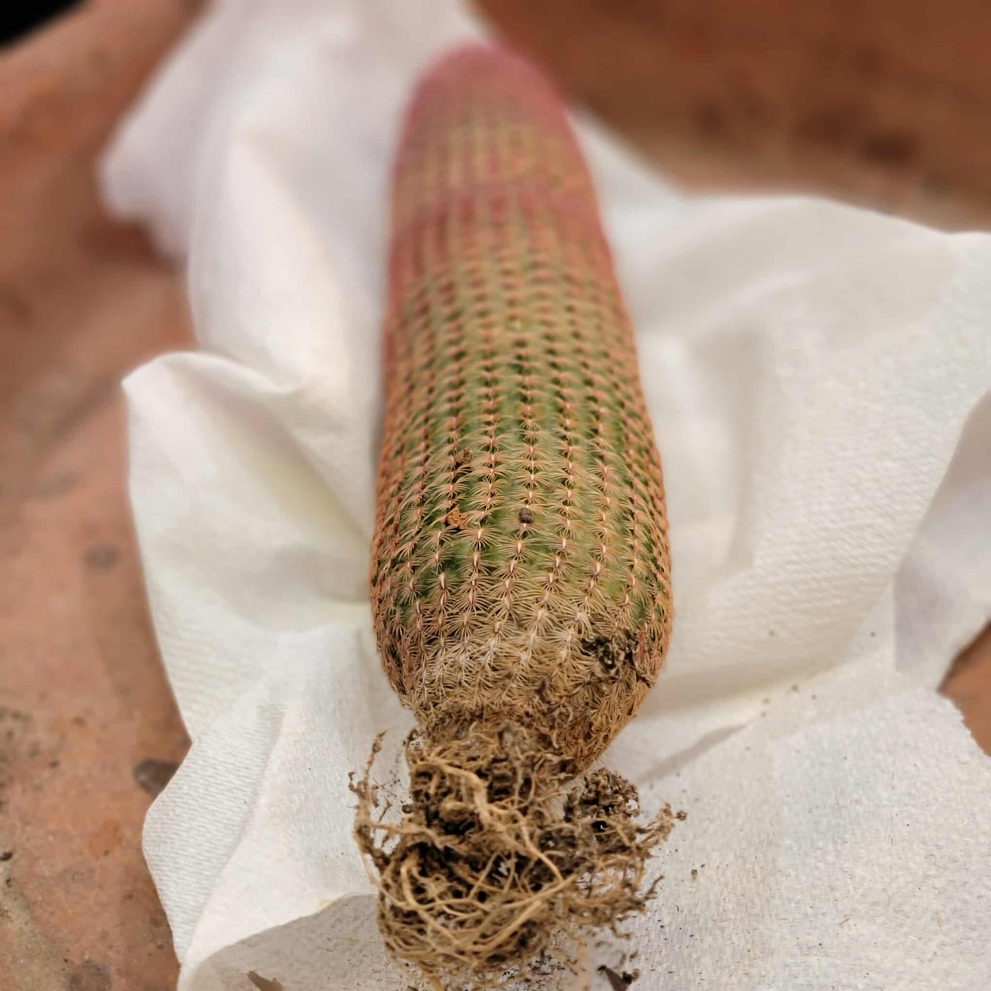 Echinocereus Rigidissimus v. rubispinus - Rainbow Cactus