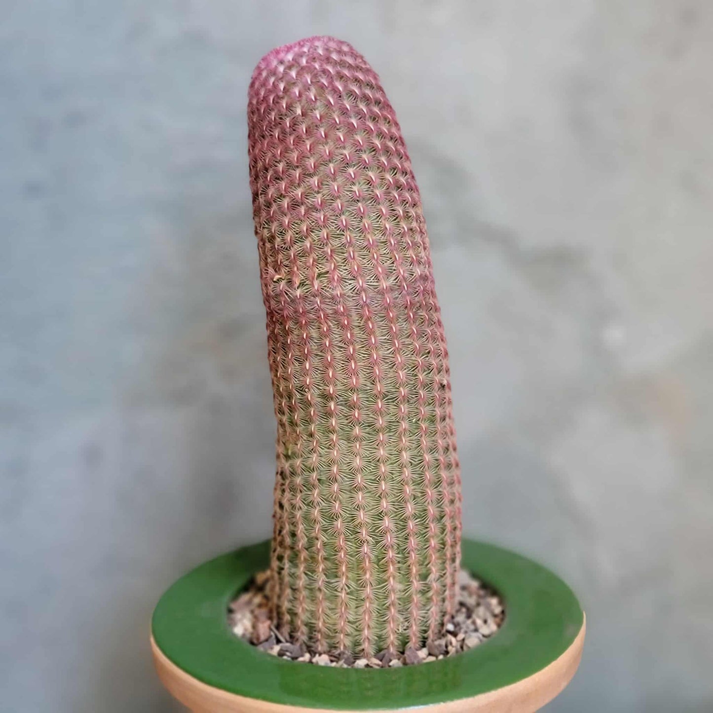 Echinocereus Rigidissimus v. rubispinus - Rainbow Cactus