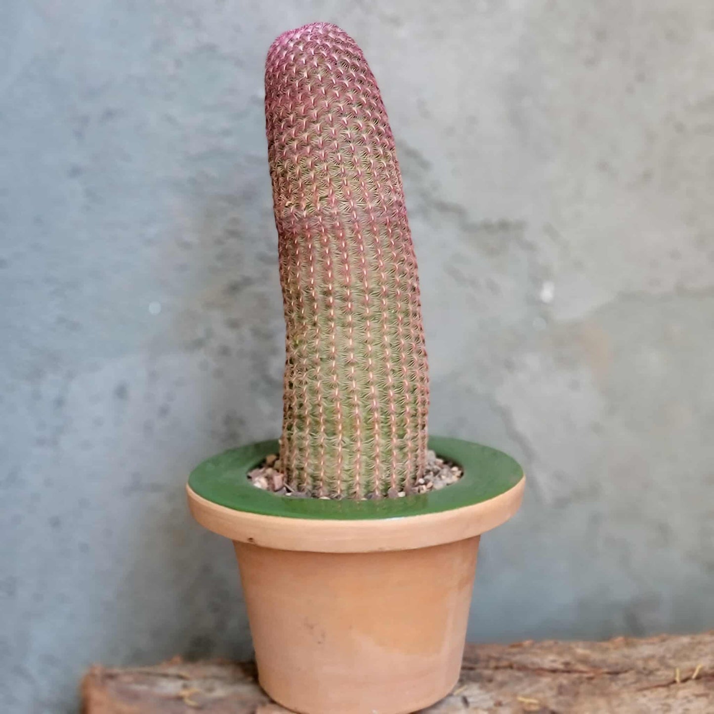 Echinocereus Rigidissimus v. rubispinus - Rainbow Cactus