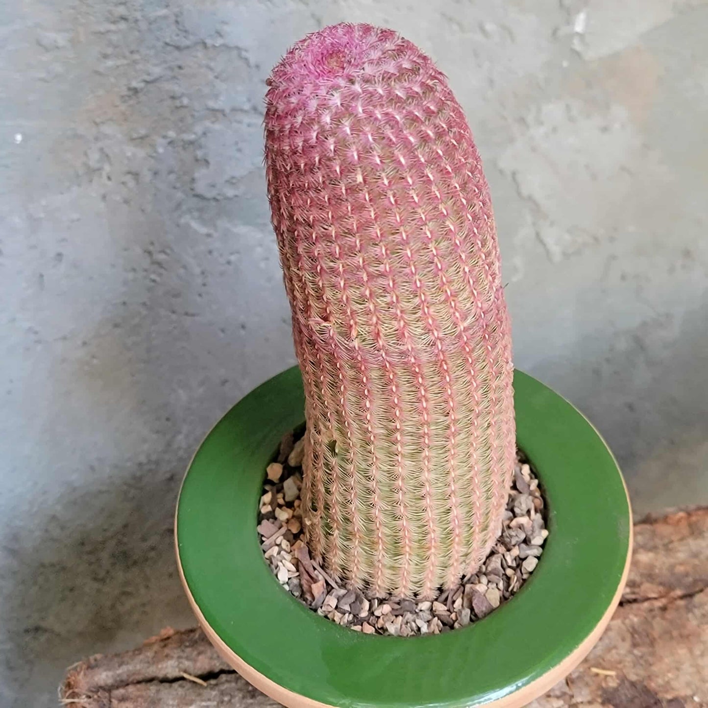 Echinocereus Rigidissimus v. rubispinus - Rainbow Cactus