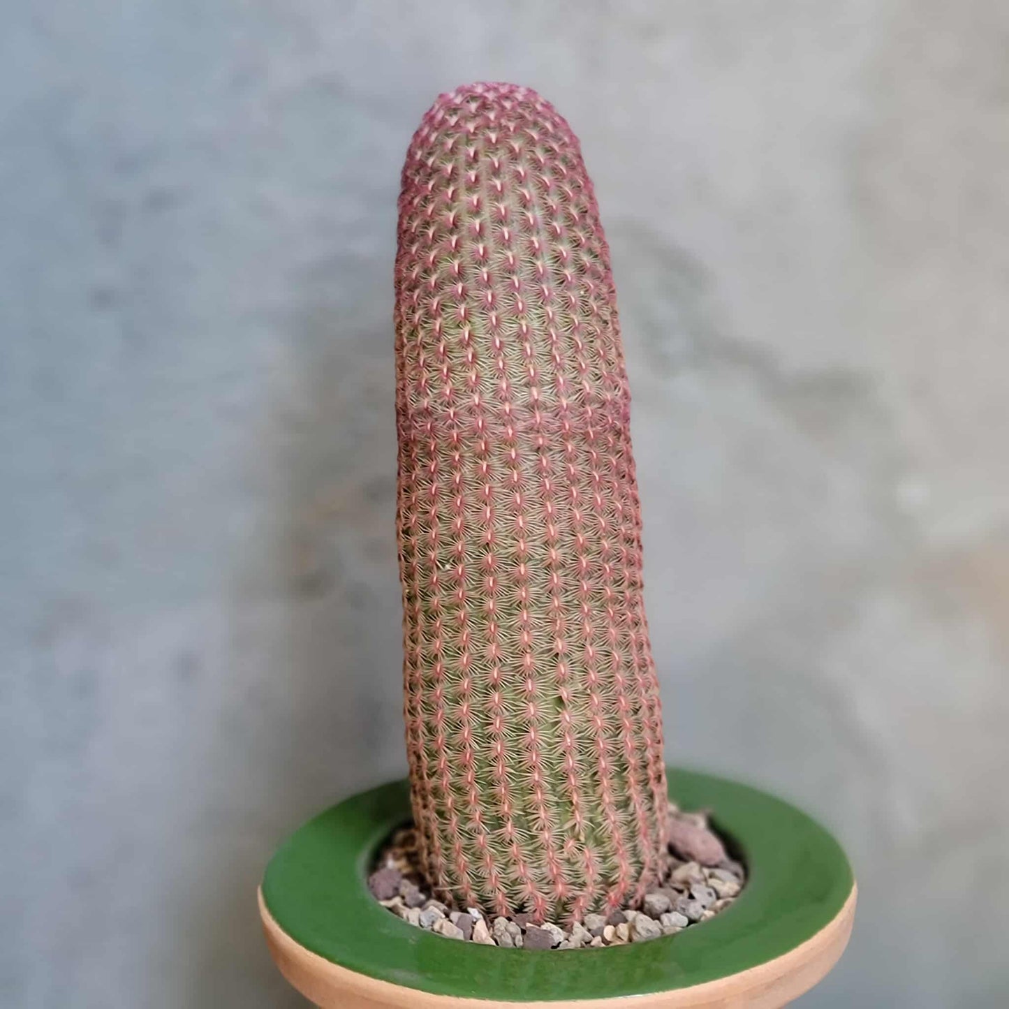 Echinocereus Rigidissimus v. rubispinus - Rainbow Cactus