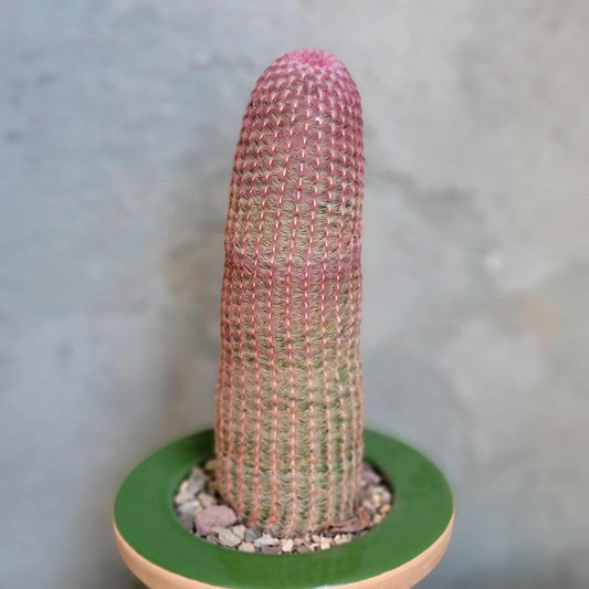 Echinocereus Rigidissimus v. rubispinus - Rainbow Cactus