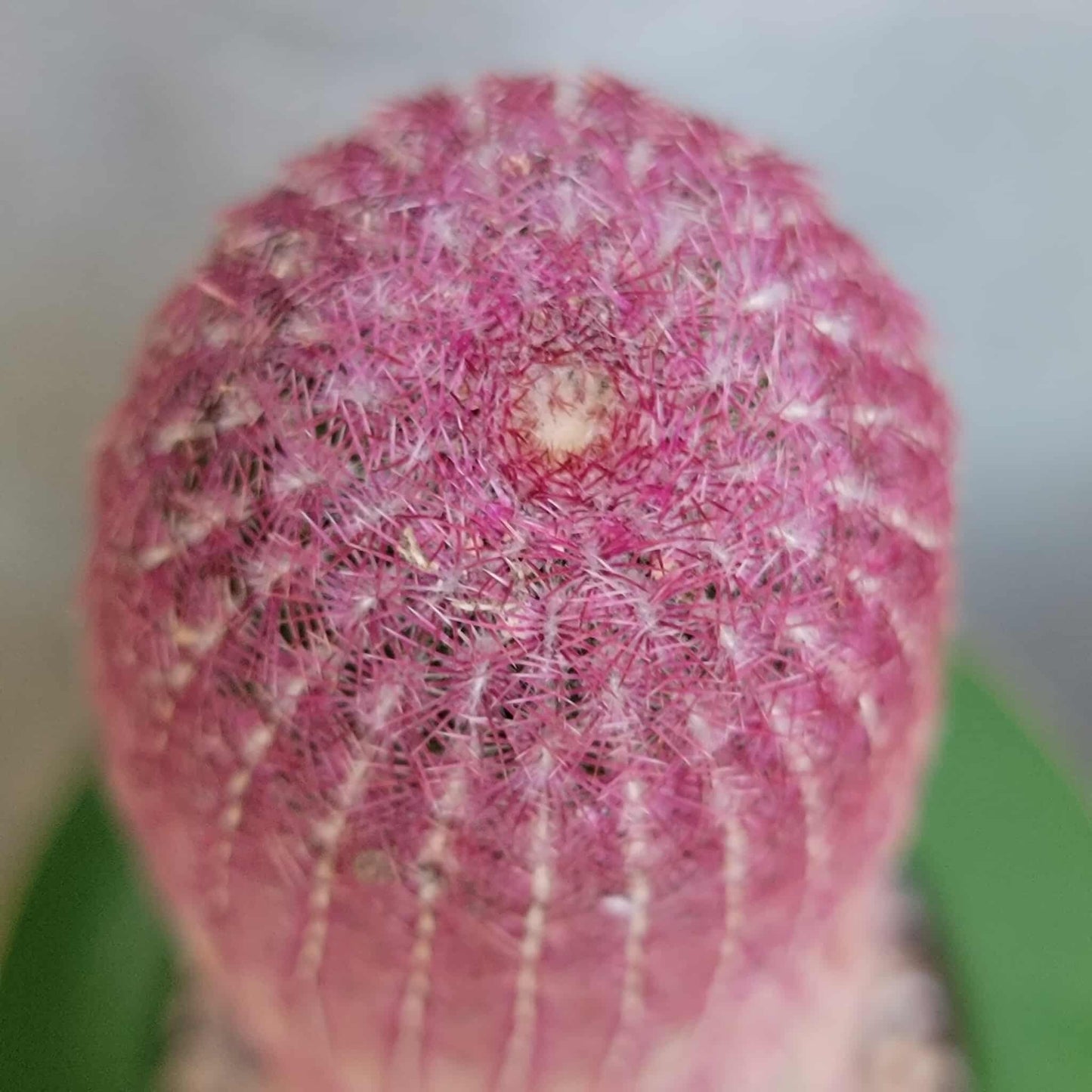 Echinocereus Rigidissimus v. rubispinus - Rainbow Cactus