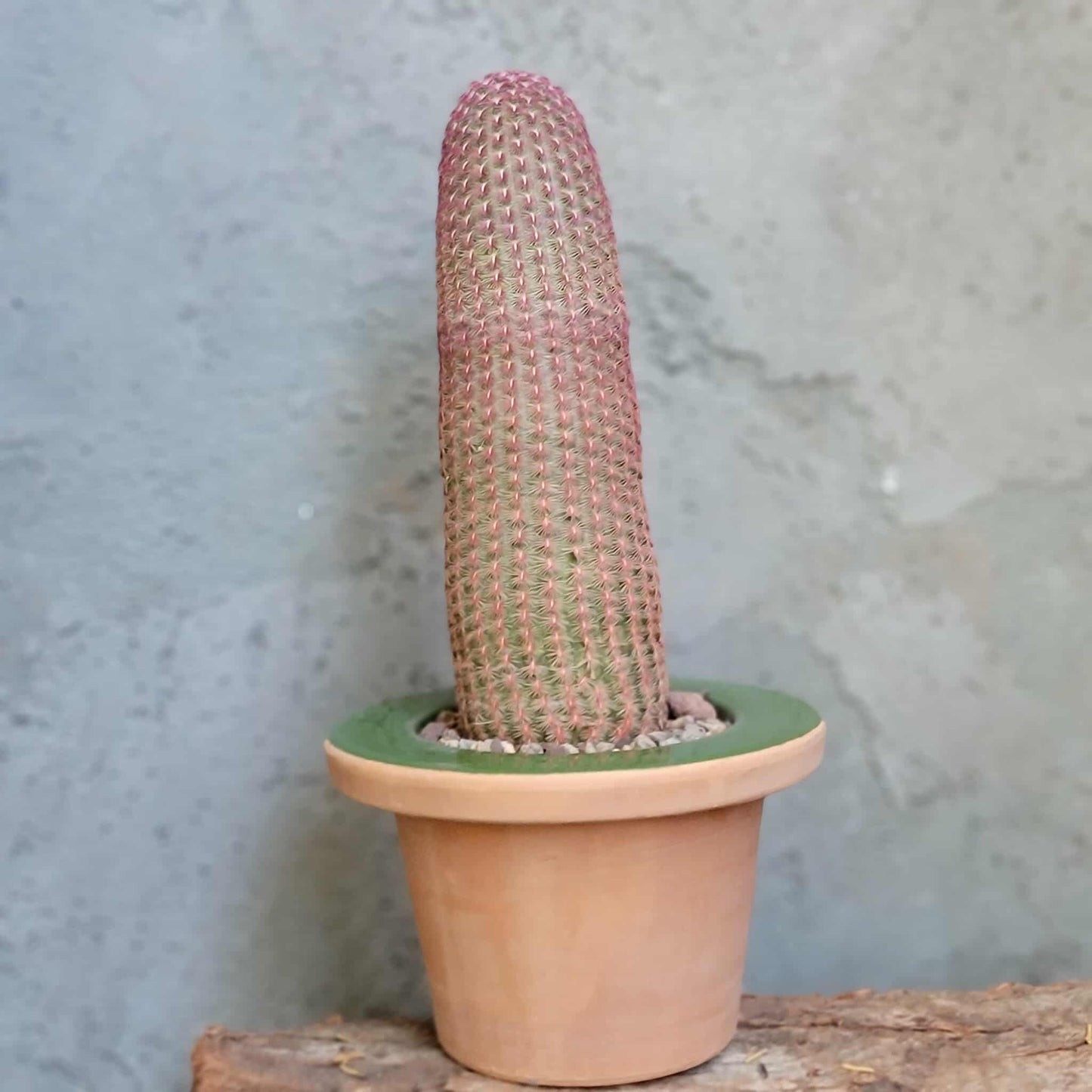 Echinocereus Rigidissimus v. rubispinus - Rainbow Cactus