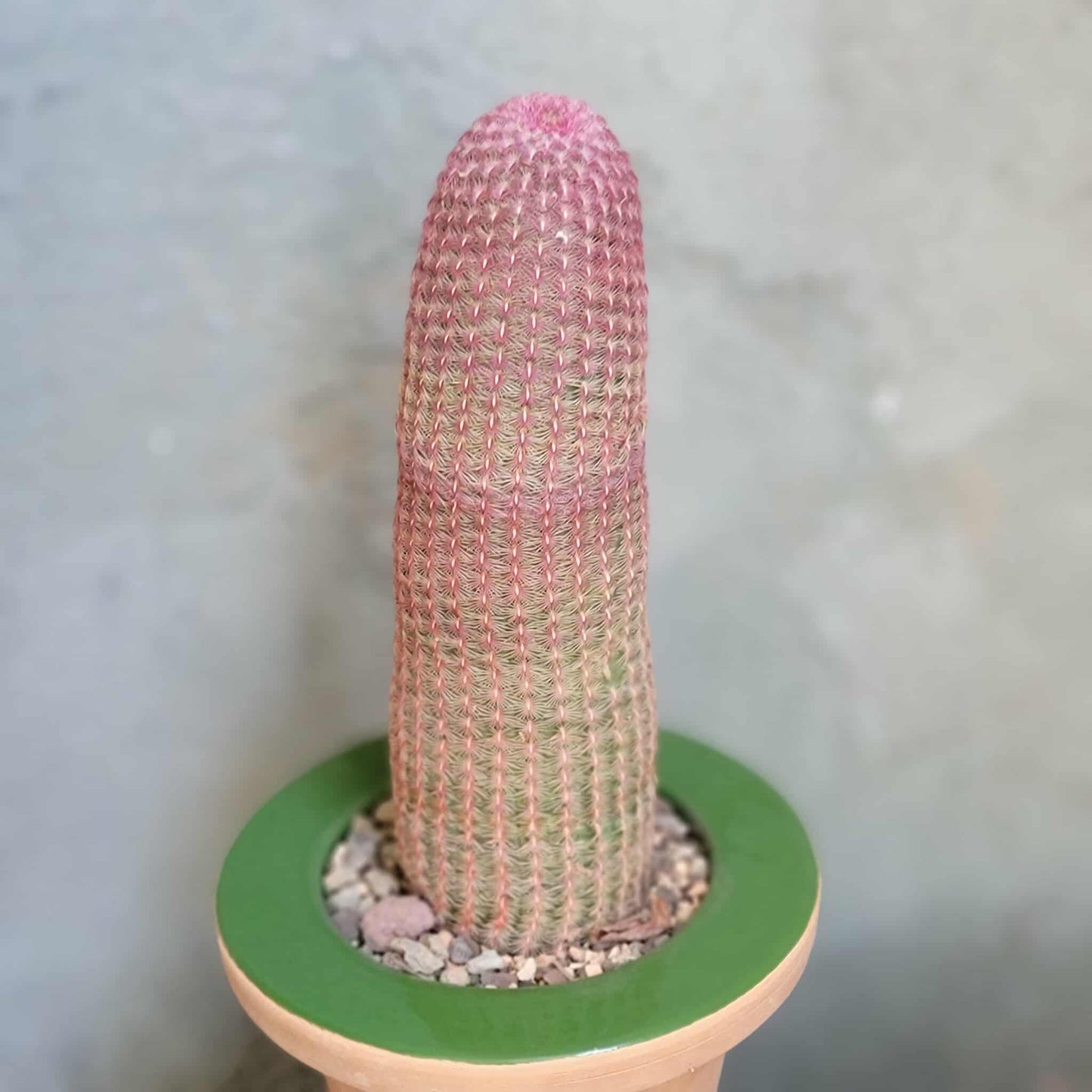 Echinocereus Rigidissimus v. rubispinus - Rainbow Cactus