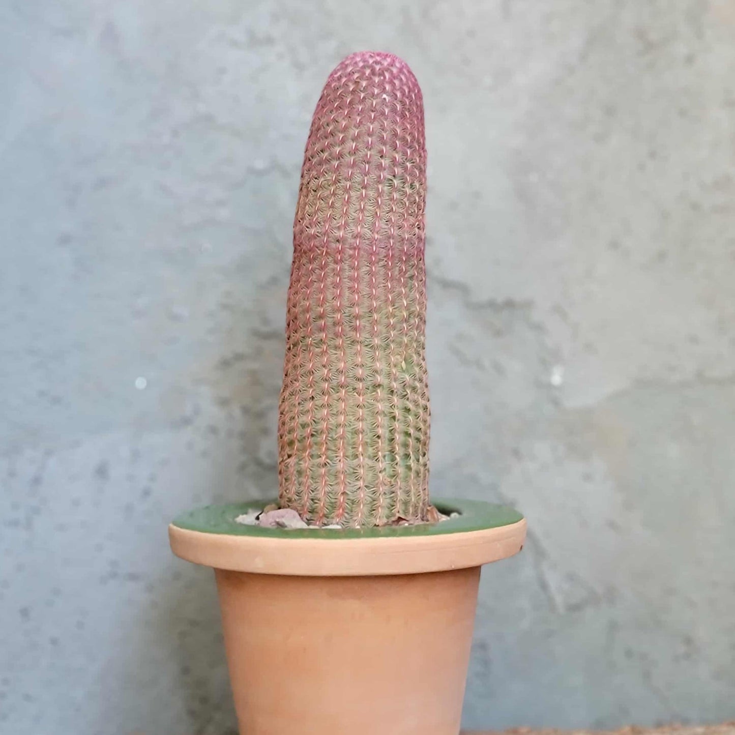 Echinocereus Rigidissimus v. rubispinus - Rainbow Cactus