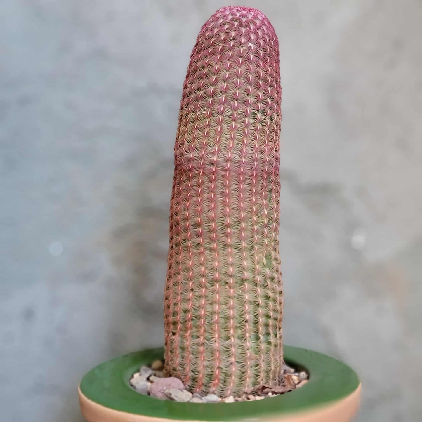 Echinocereus Rigidissimus v. rubispinus - Rainbow Cactus