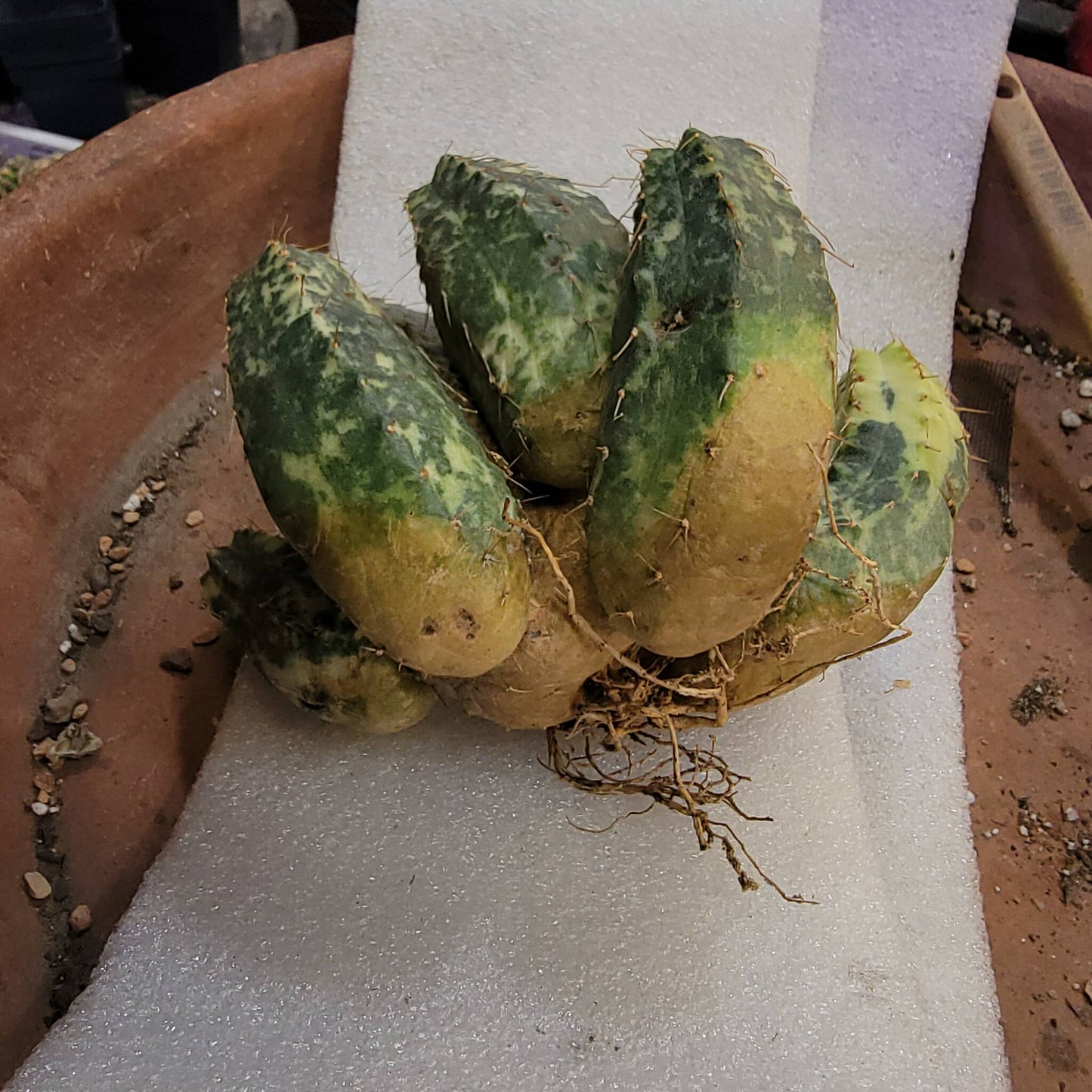 Echinocereus knippelianus variegata