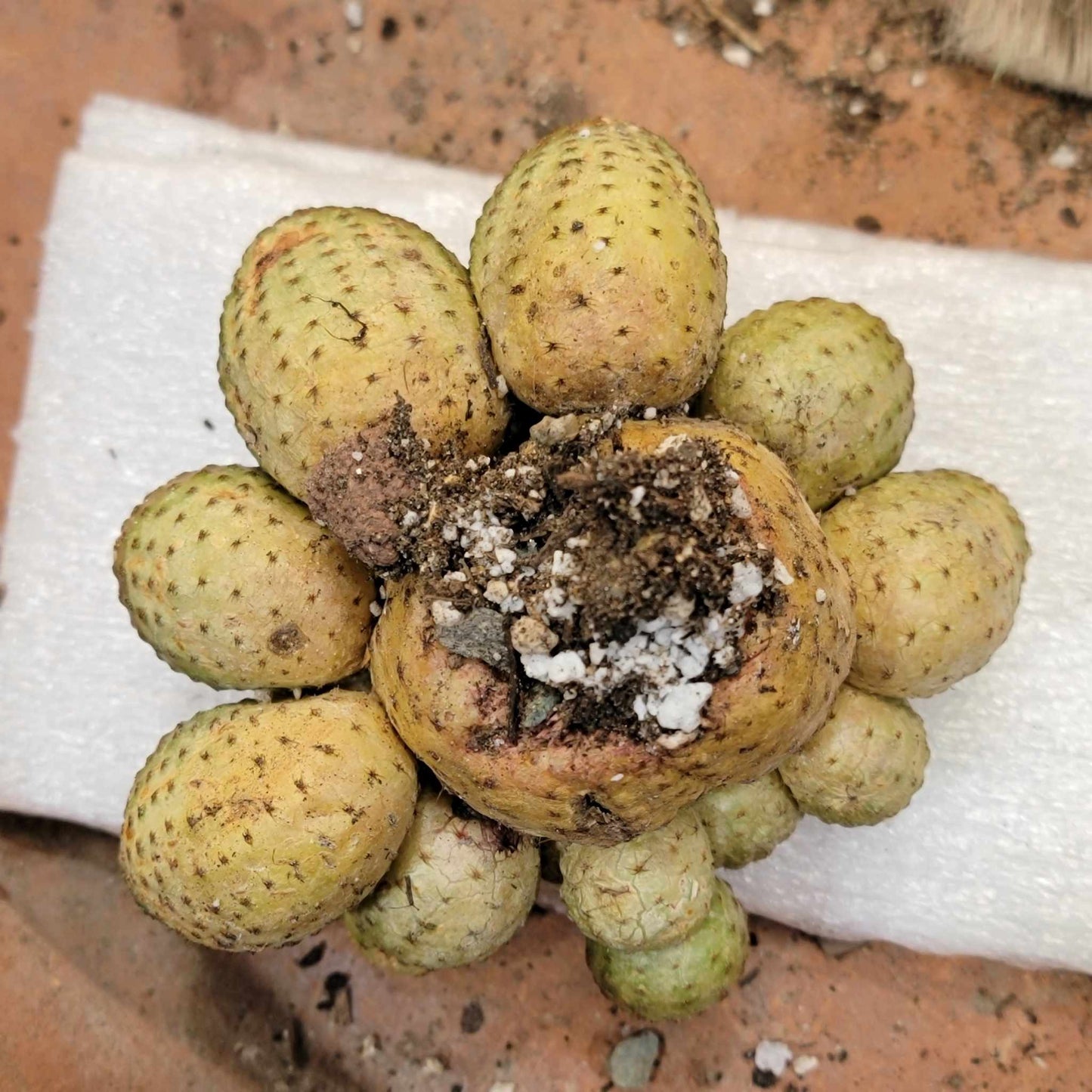 Echinopsis Famatimensis - Lobivia Famatimensis - Multiple Heads