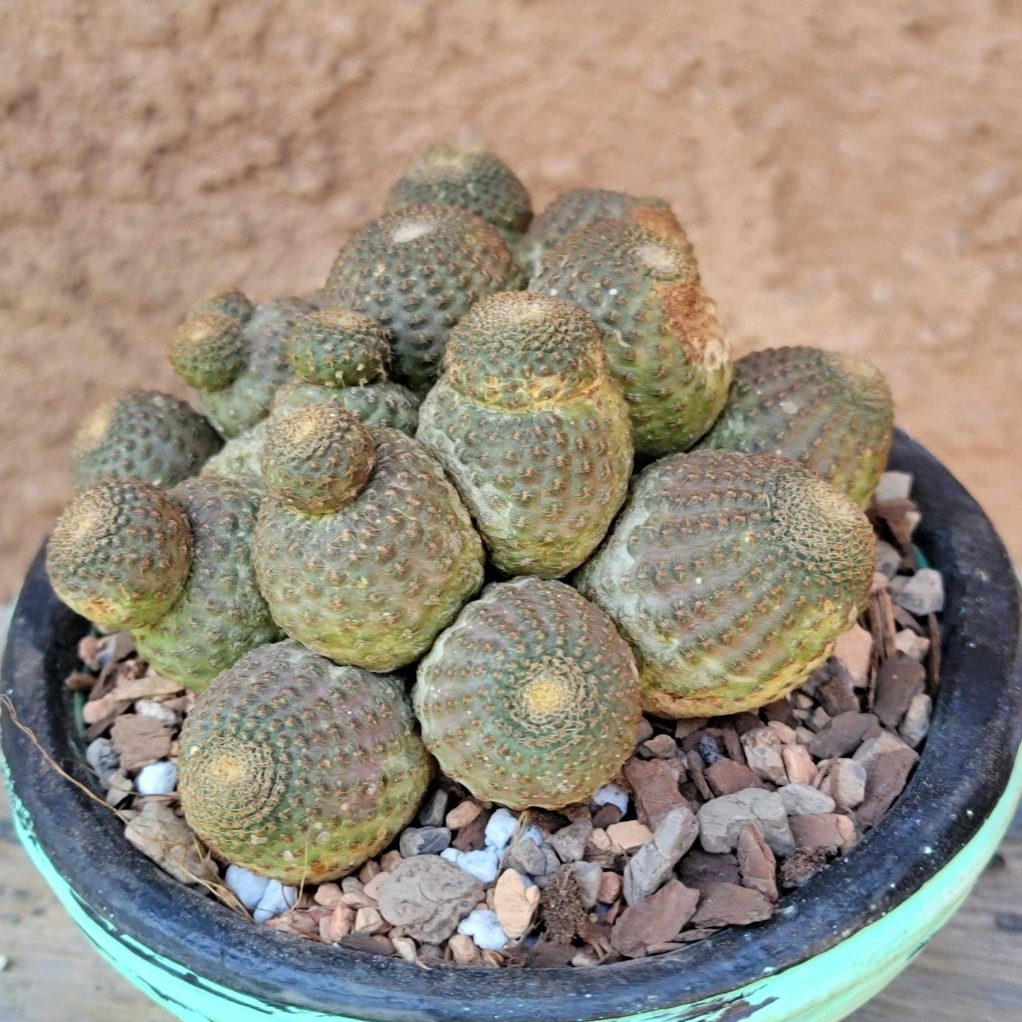 Echinopsis Famatimensis - Lobivia Famatimensis - Multiple Heads
