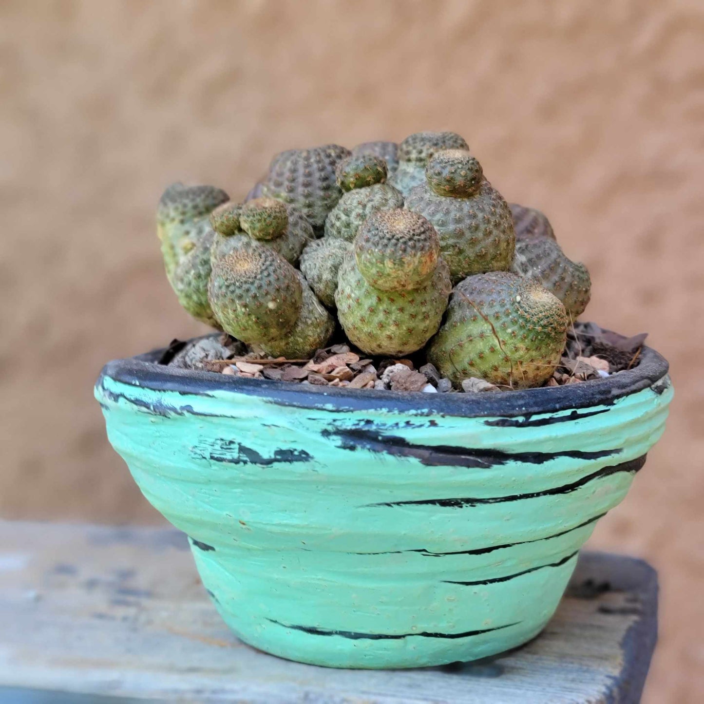 Echinopsis Famatimensis - Lobivia Famatimensis - Multiple Heads
