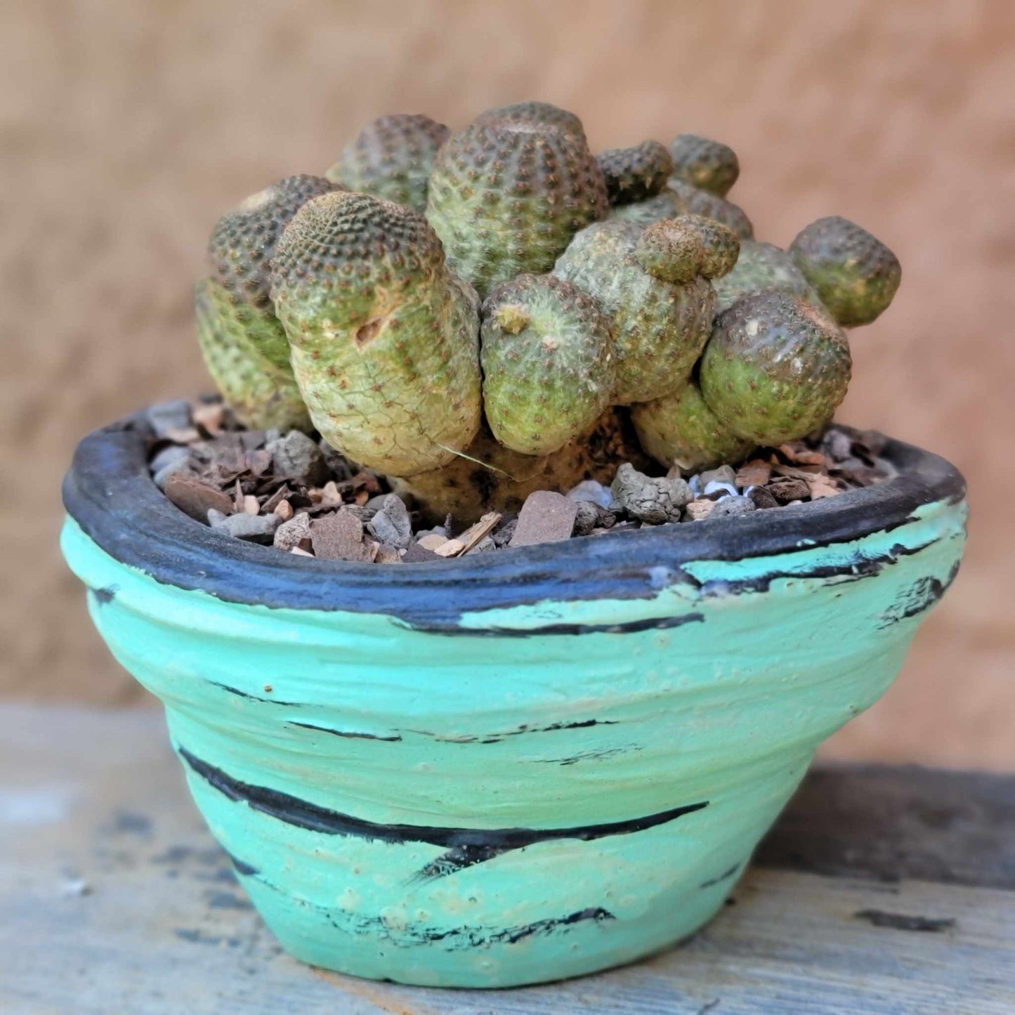 Echinopsis Famatimensis - Lobivia Famatimensis - Multiple Heads