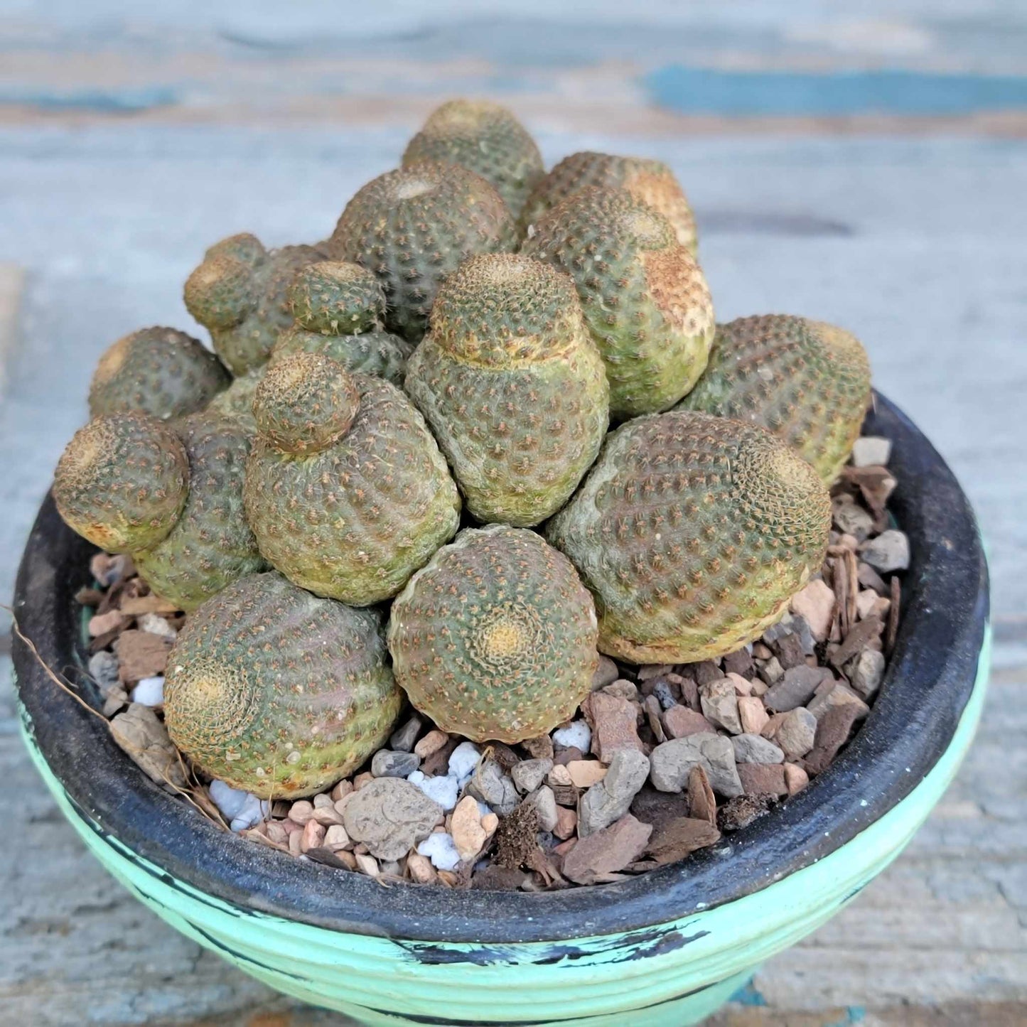 Echinopsis Famatimensis - Lobivia Famatimensis - Multiple Heads