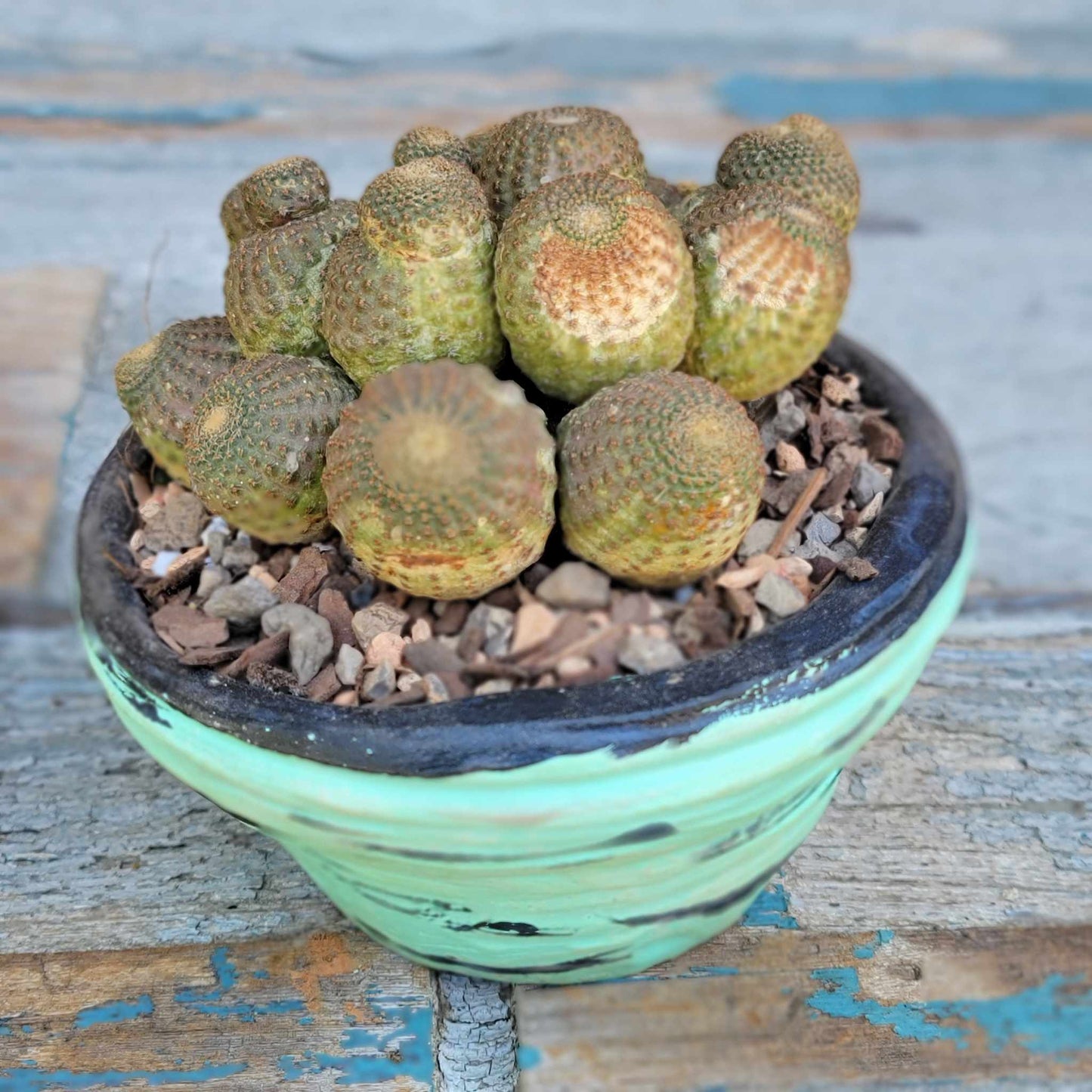 Echinopsis Famatimensis - Lobivia Famatimensis - Multiple Heads