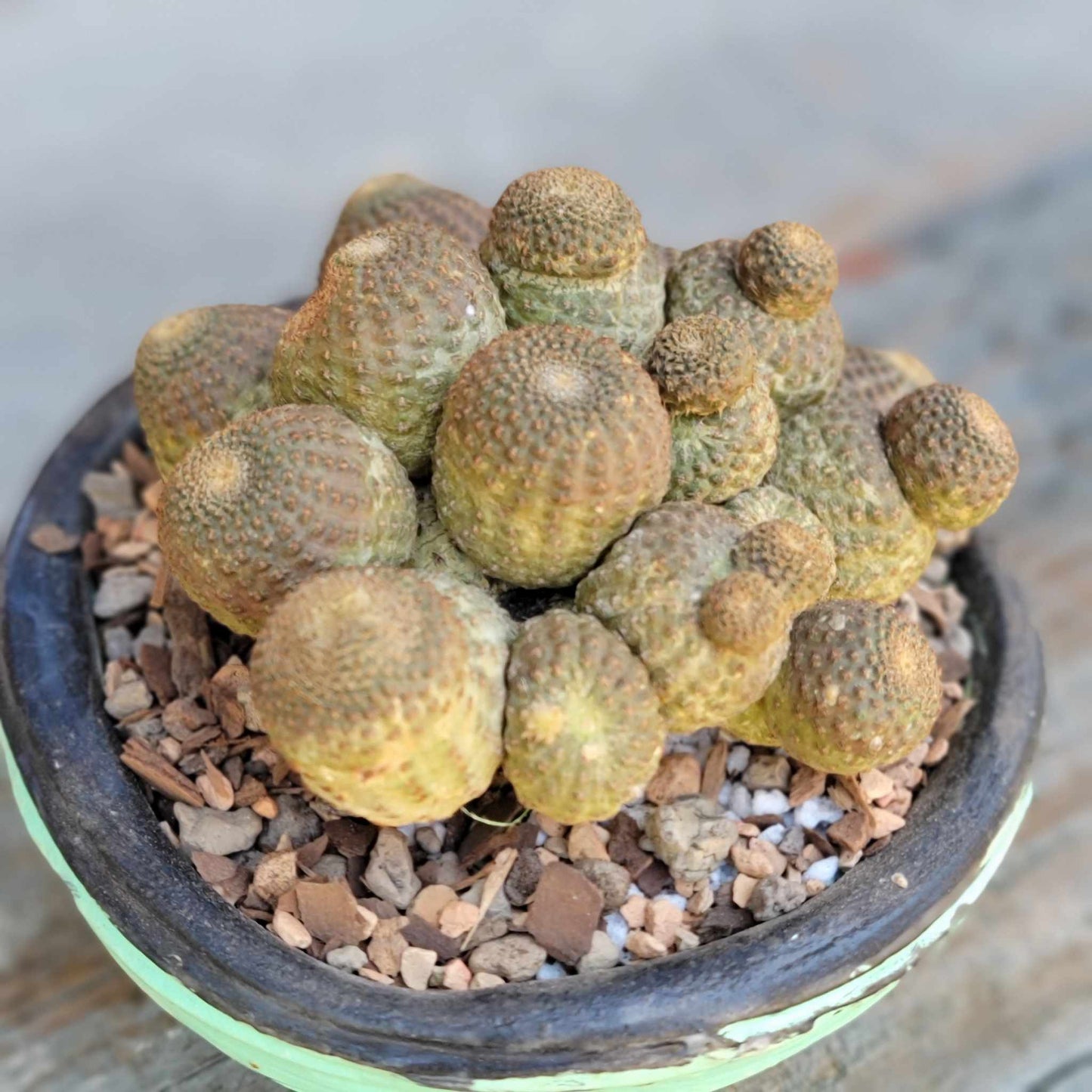 Echinopsis Famatimensis - Lobivia Famatimensis - Multiple Heads