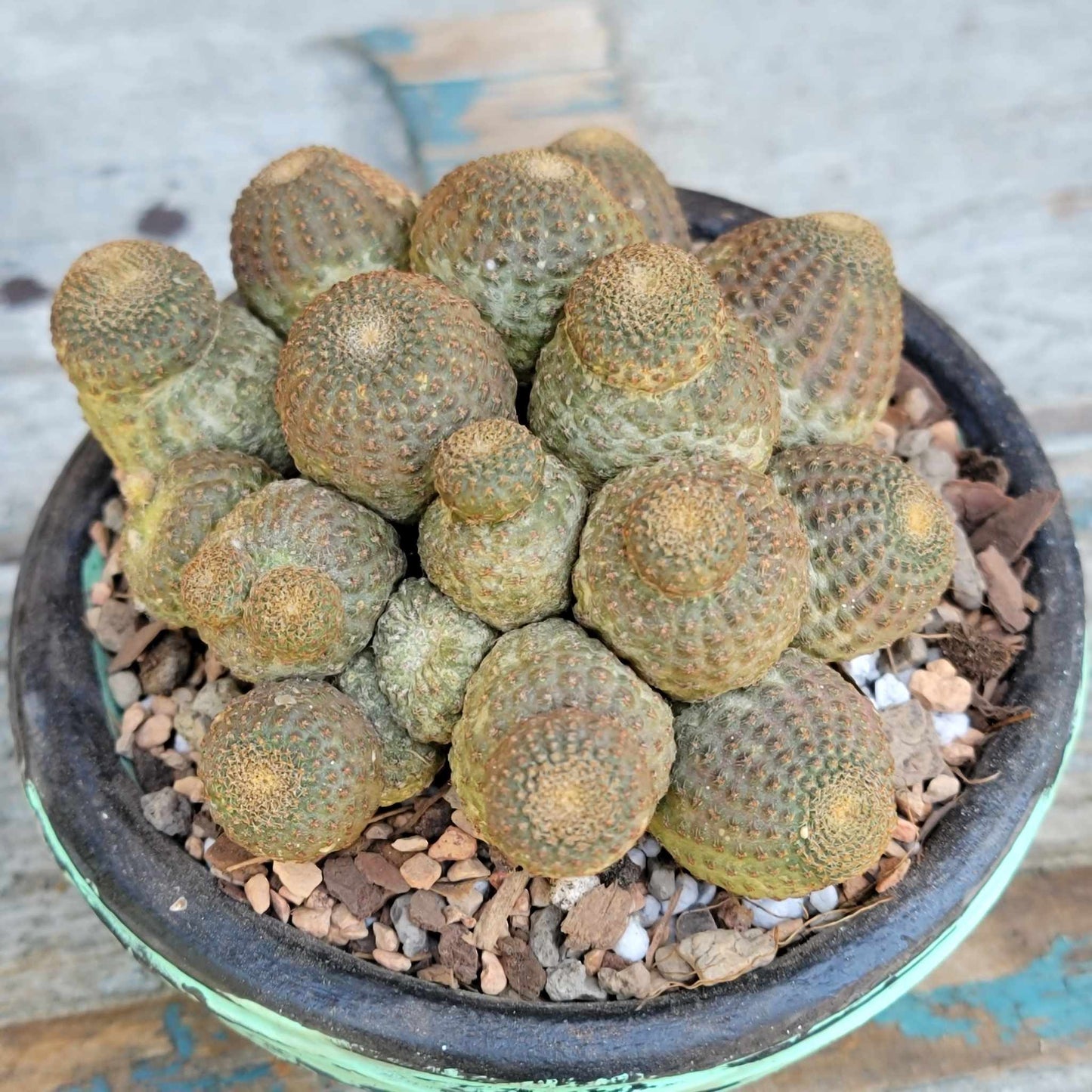 Echinopsis Famatimensis - Lobivia Famatimensis - Multiple Heads