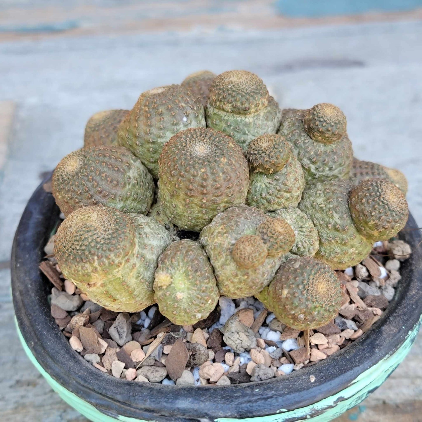 Echinopsis Famatimensis - Lobivia Famatimensis - Multiple Heads