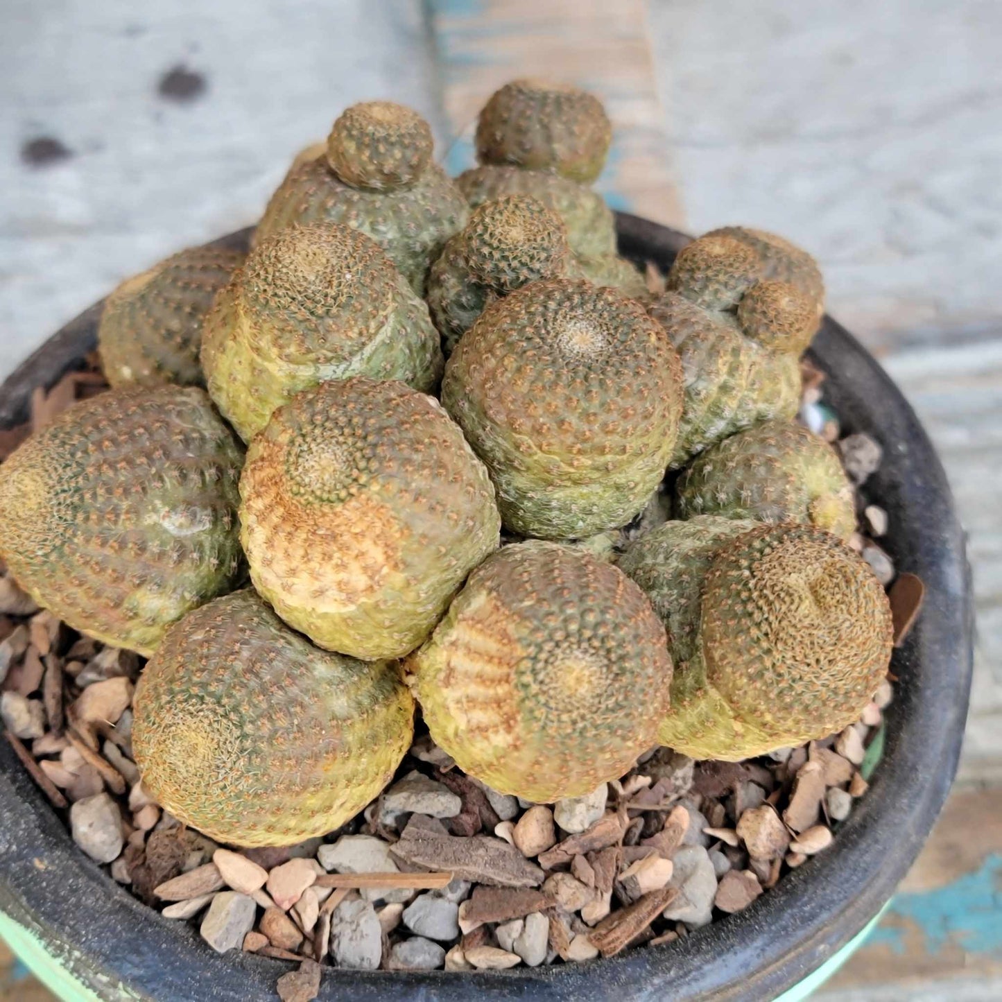 Echinopsis Famatimensis - Lobivia Famatimensis - Multiple Heads