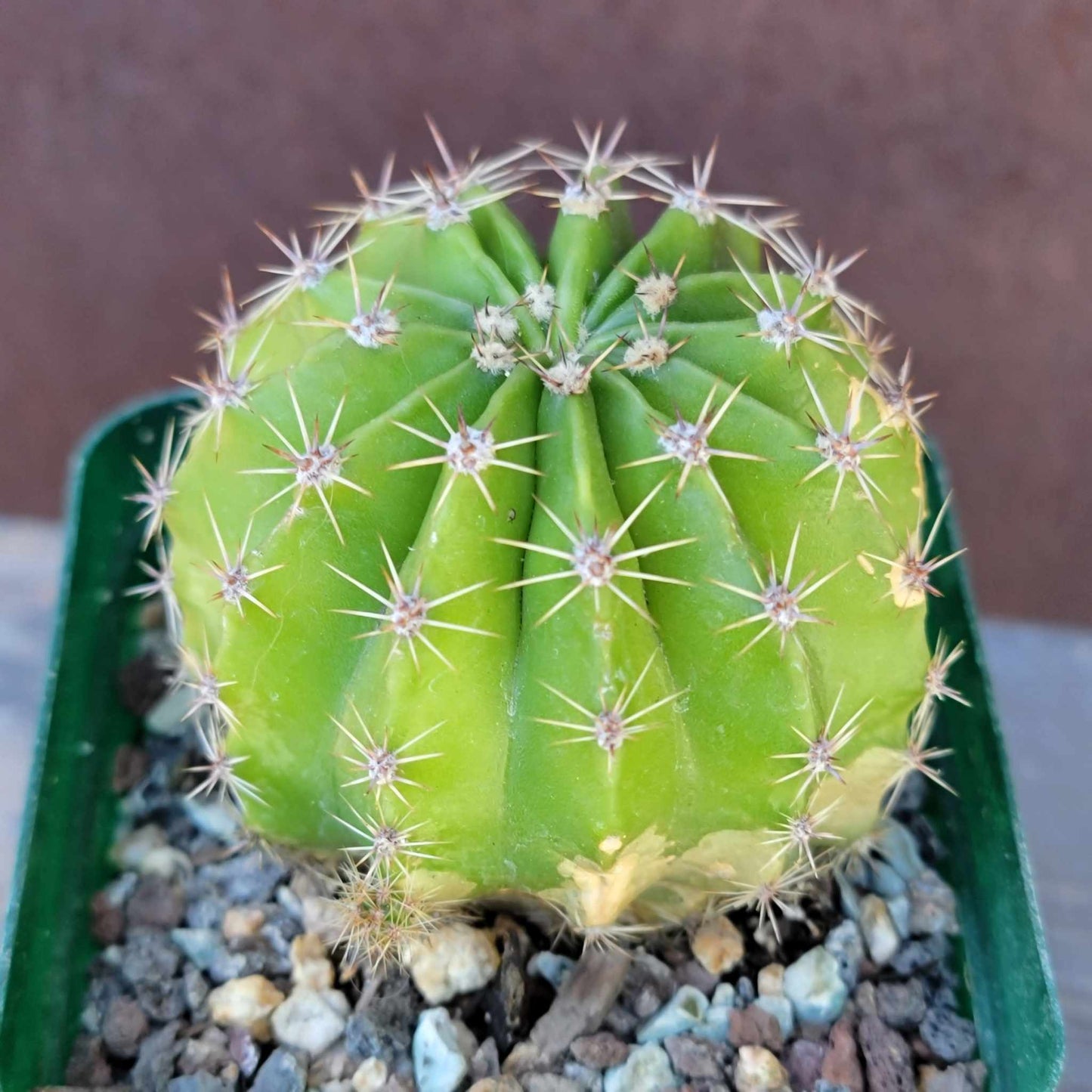 Cactus Bundle #2 - 4 Varieties