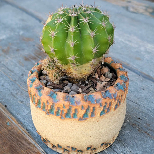 Echinopsis Oxygona - Easter Lily Cactus