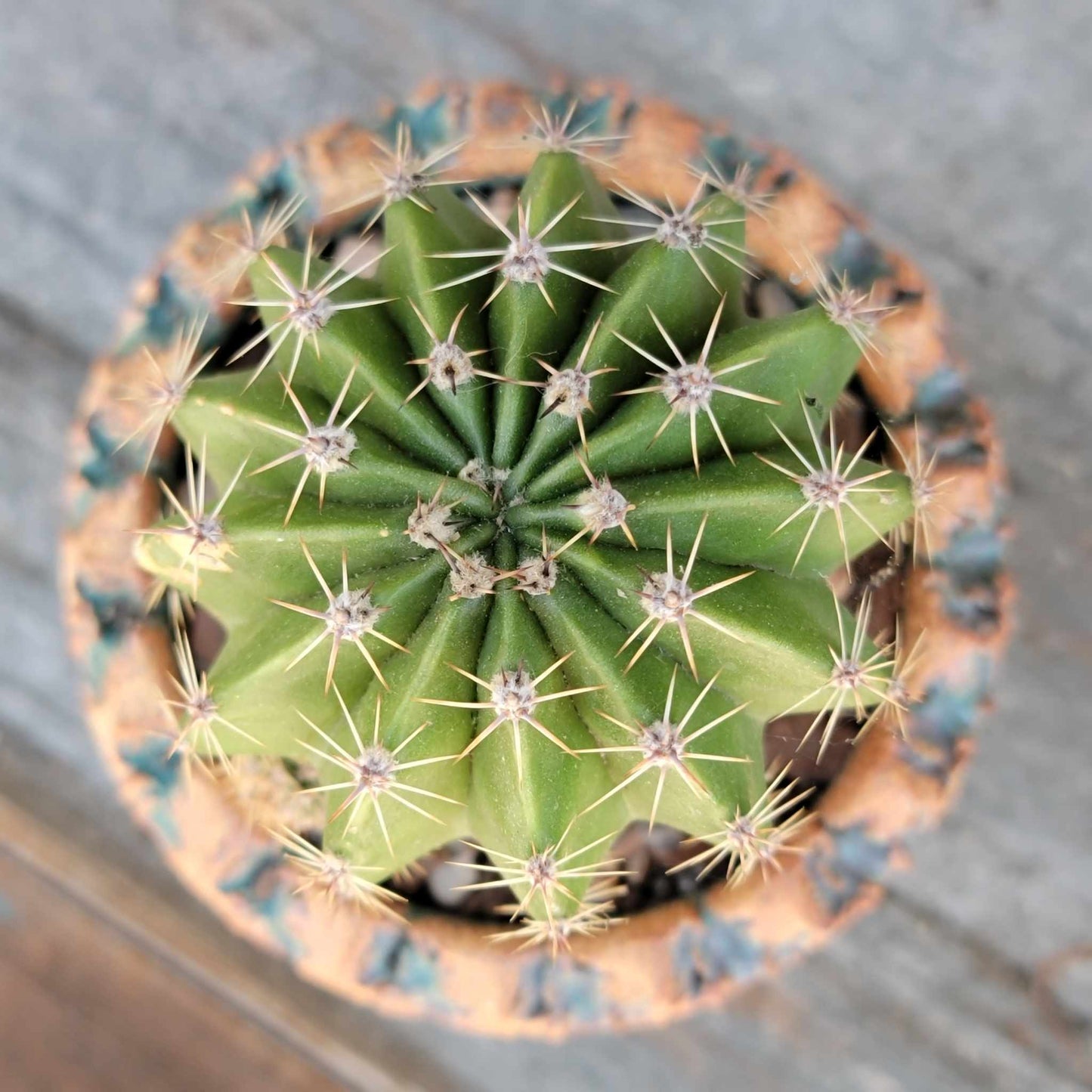 Echinopsis Oxygona - Easter Lily Cactus