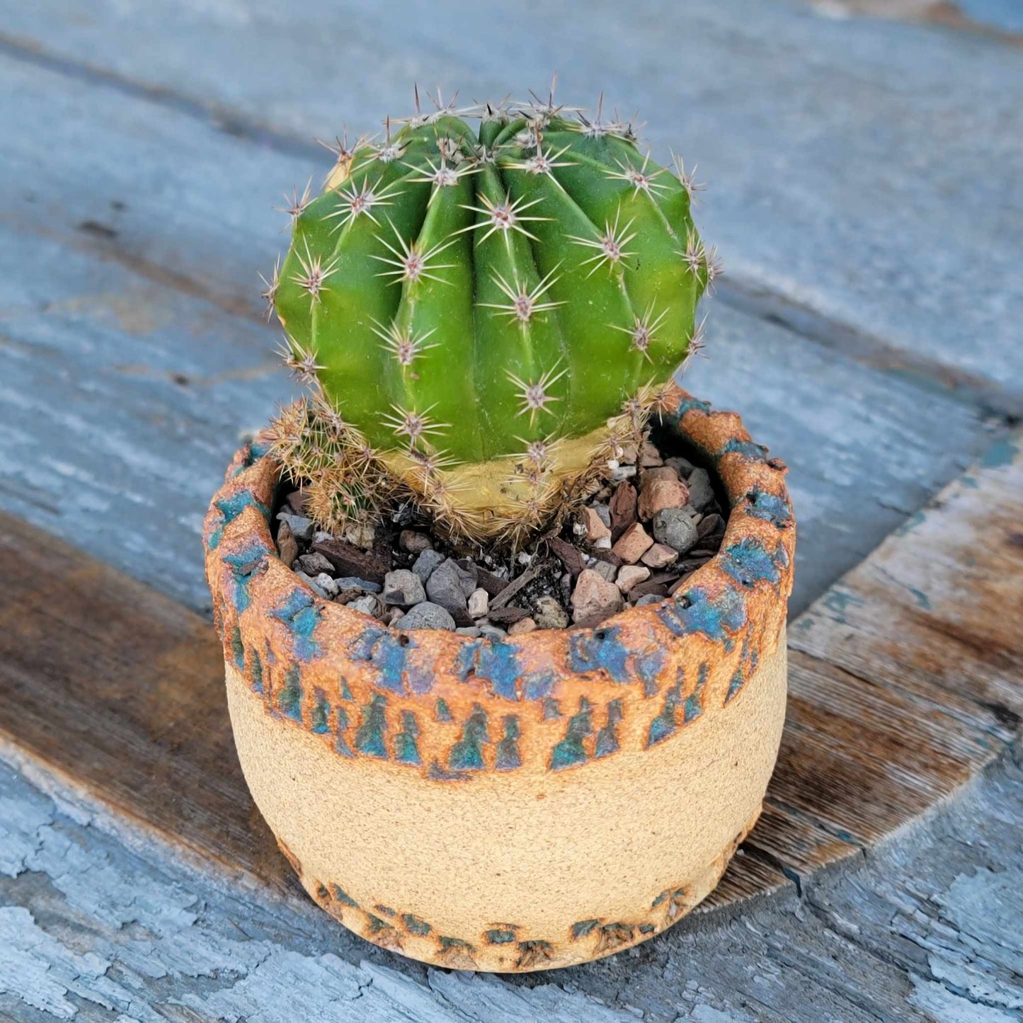 Echinopsis Oxygona - Easter Lily Cactus