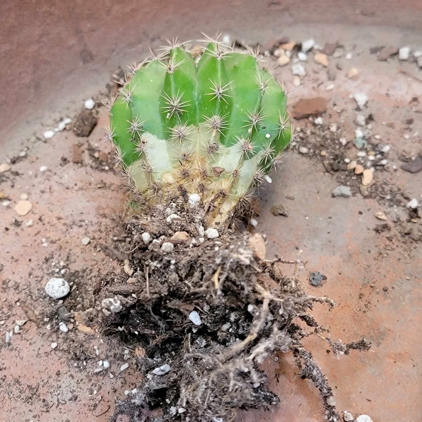 Echinopsis Oxygona - Easter Lily Cactus