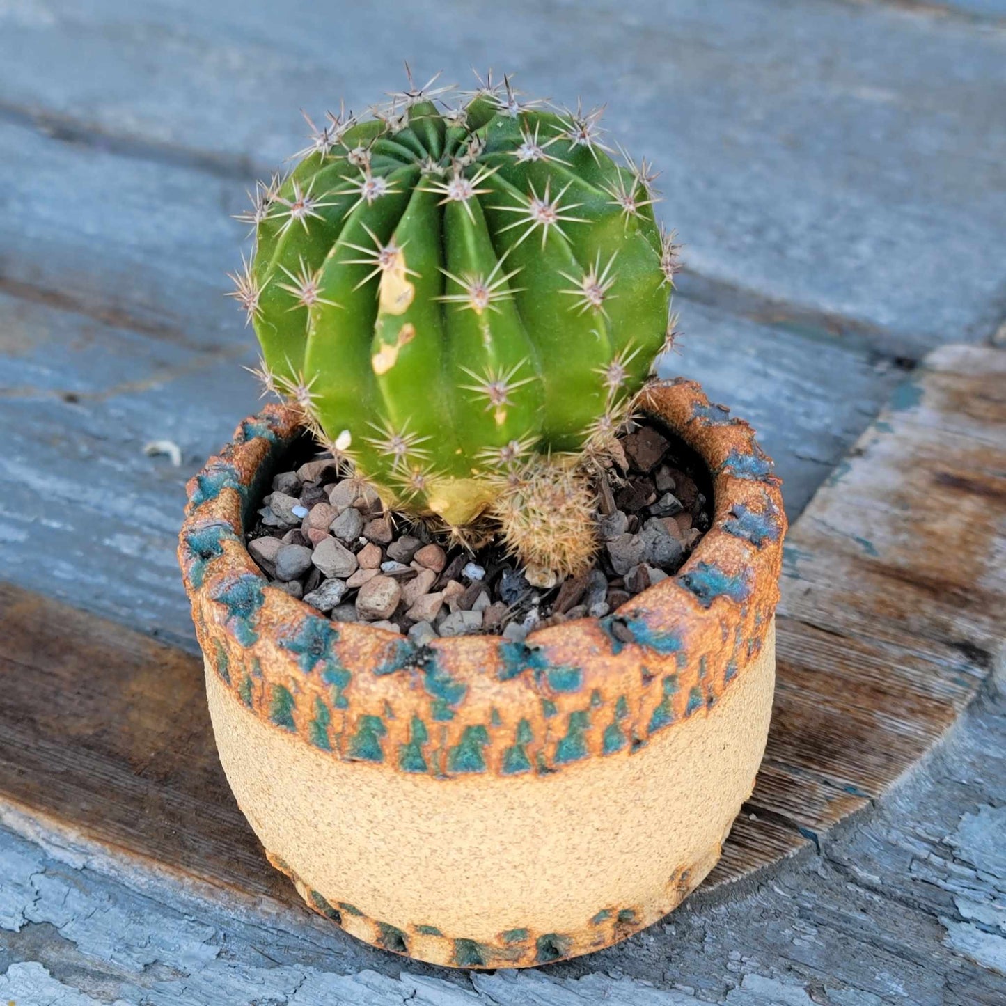Echinopsis Oxygona - Easter Lily Cactus