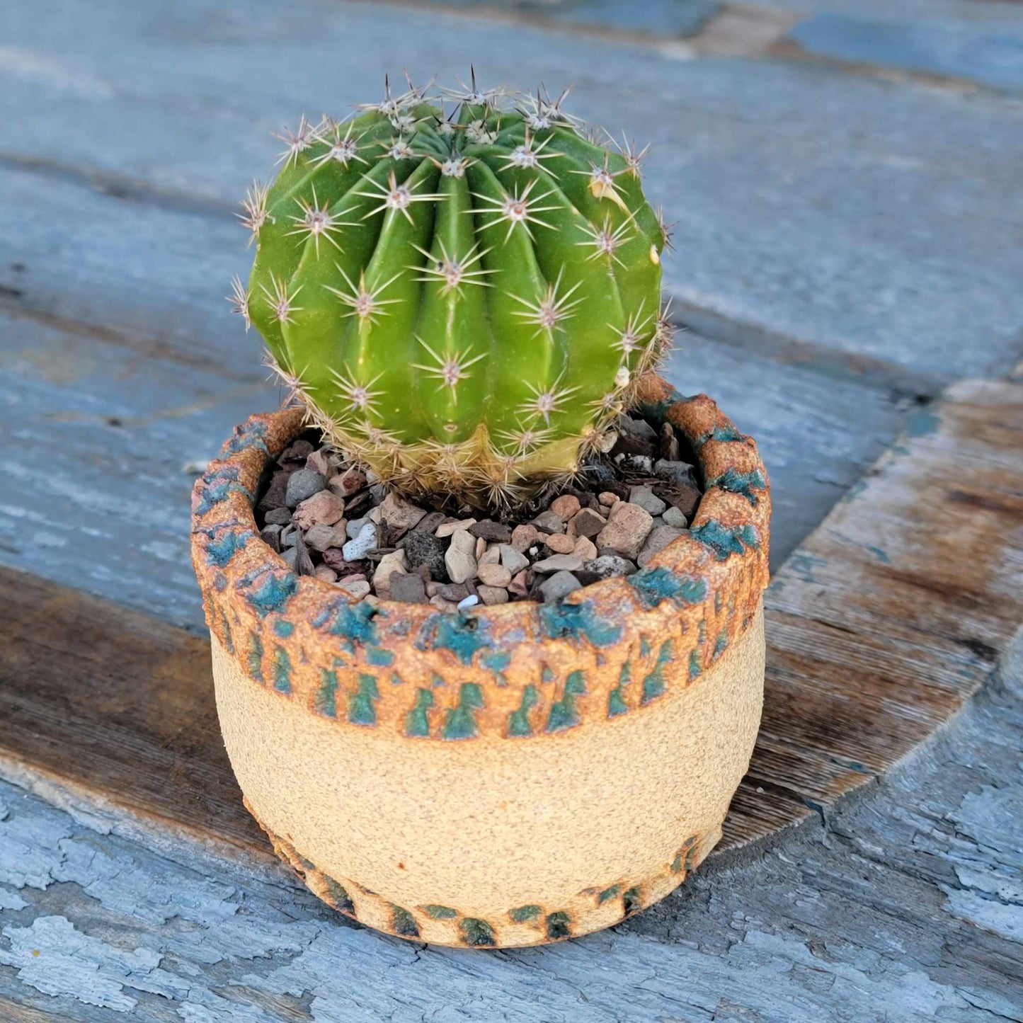 Echinopsis Oxygona - Easter Lily Cactus