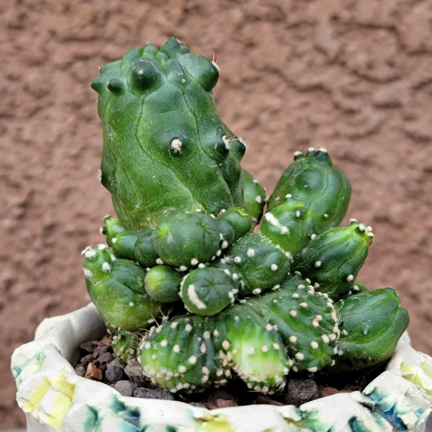 Echinopsis aurea subs. shaferi f. monstruosa