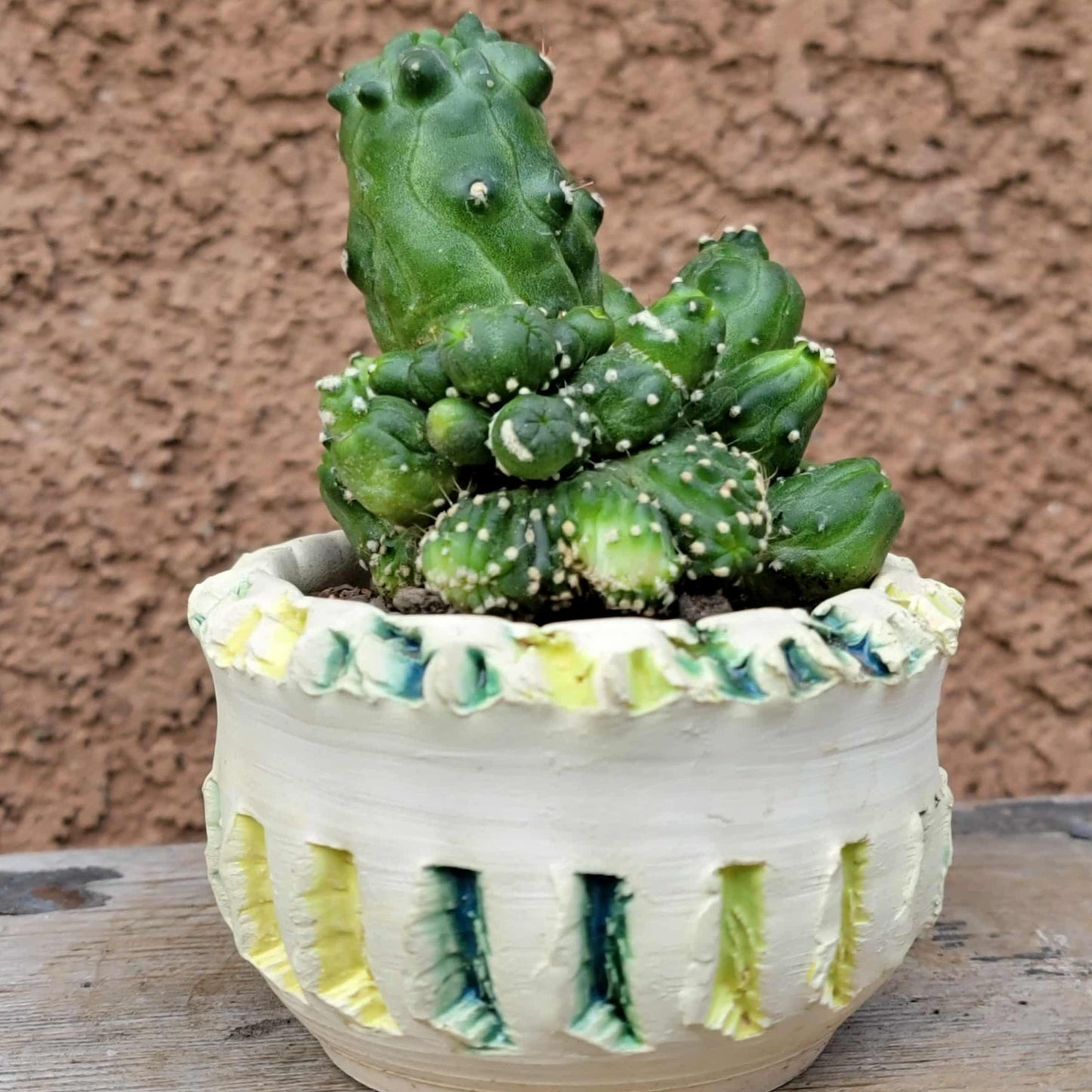 Echinopsis aurea subs. shaferi f. monstruosa