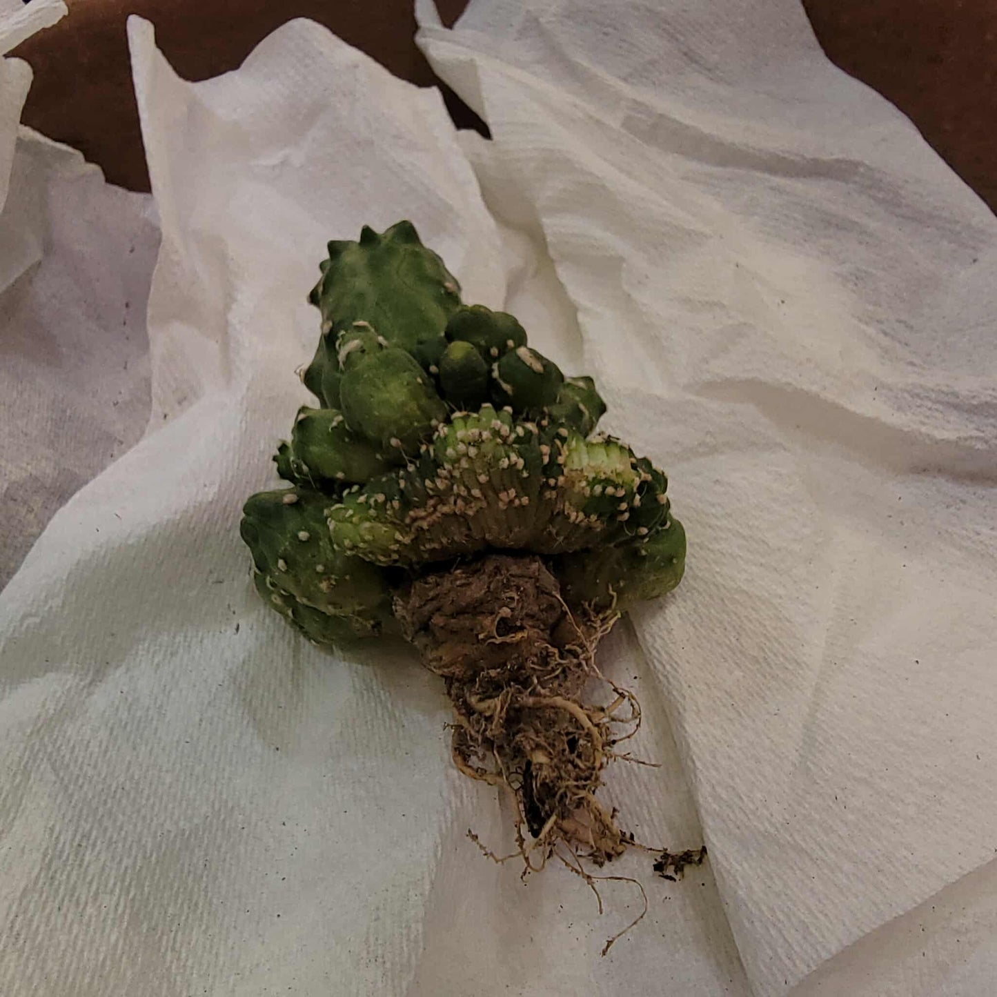 Echinopsis aurea subs. shaferi f. monstruosa