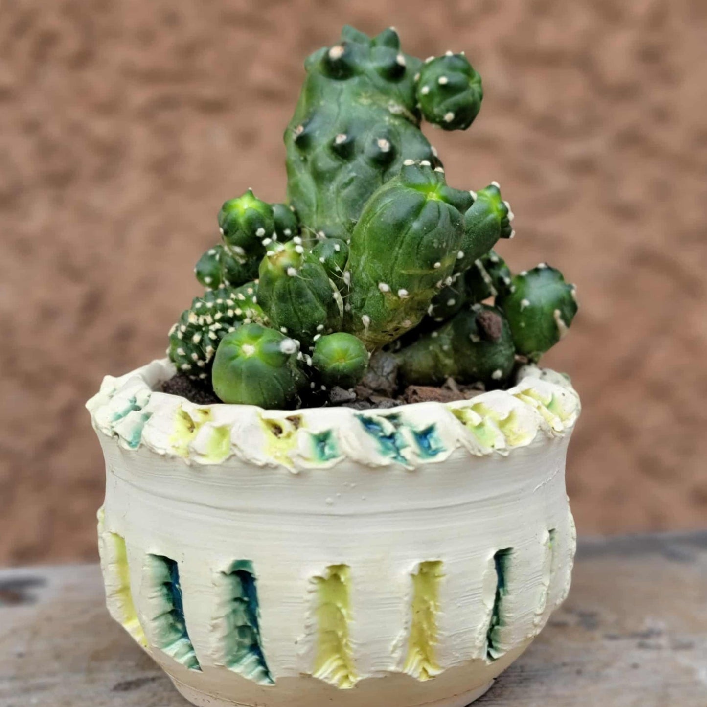 Echinopsis aurea subs. shaferi f. monstruosa