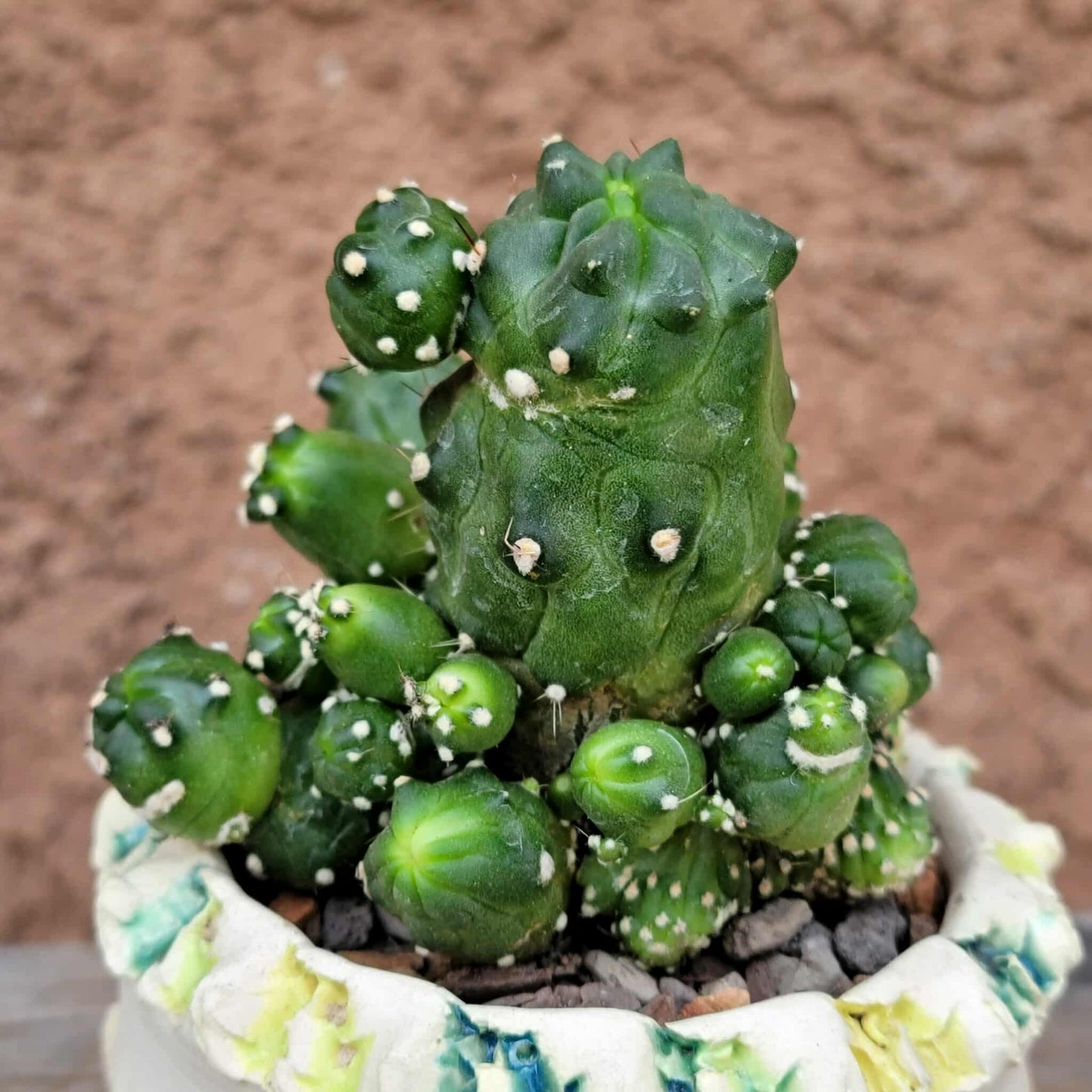 Echinopsis aurea subs. shaferi f. monstruosa