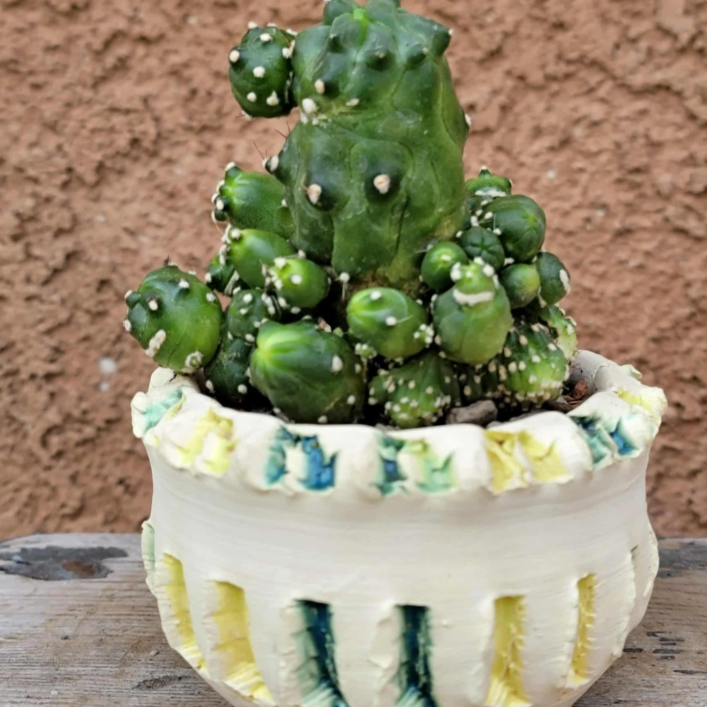 Echinopsis aurea subs. shaferi f. monstruosa