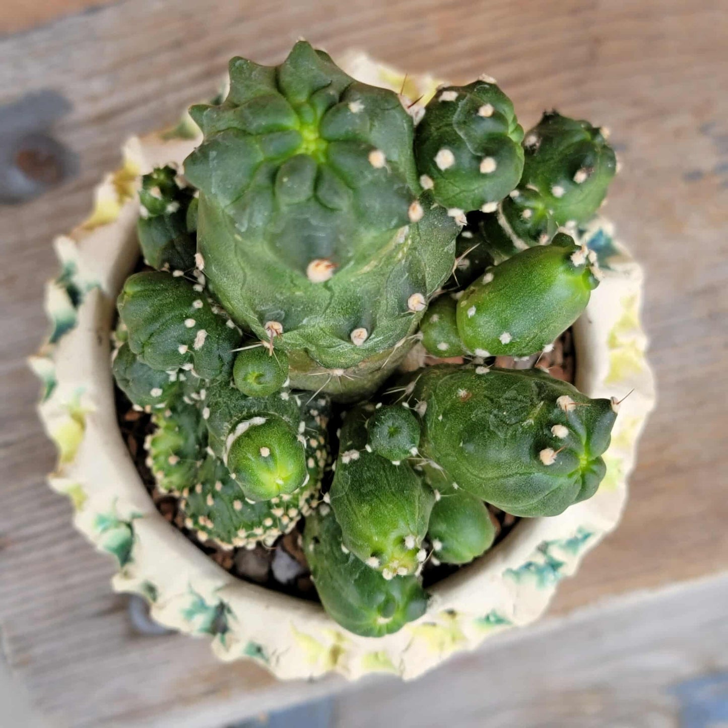 Echinopsis aurea subs. shaferi f. monstruosa