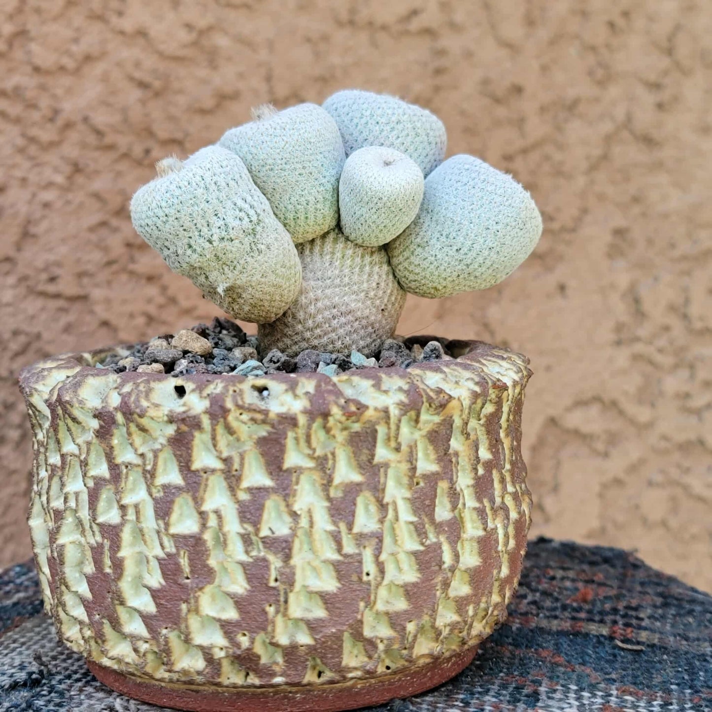 Epithelantha Bokei - 9 Heads