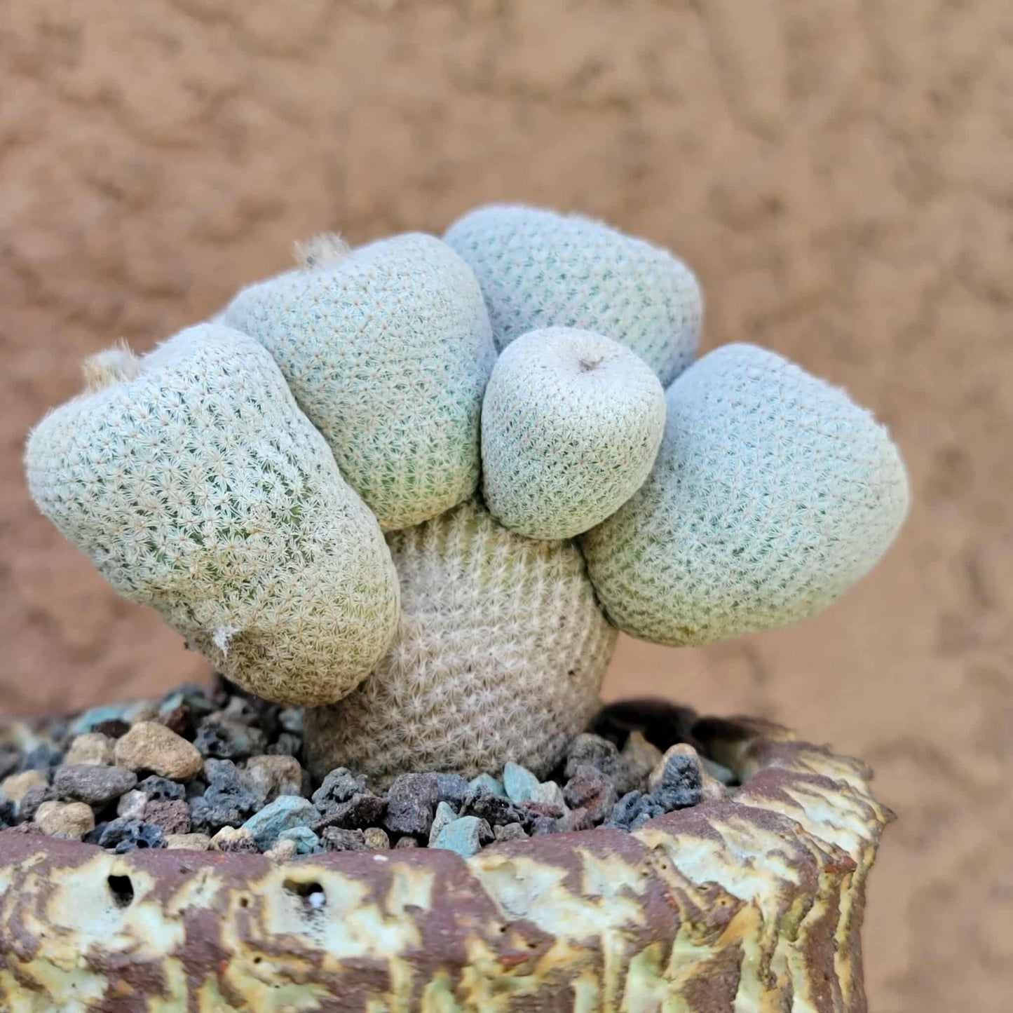 Epithelantha Bokei - 9 Heads