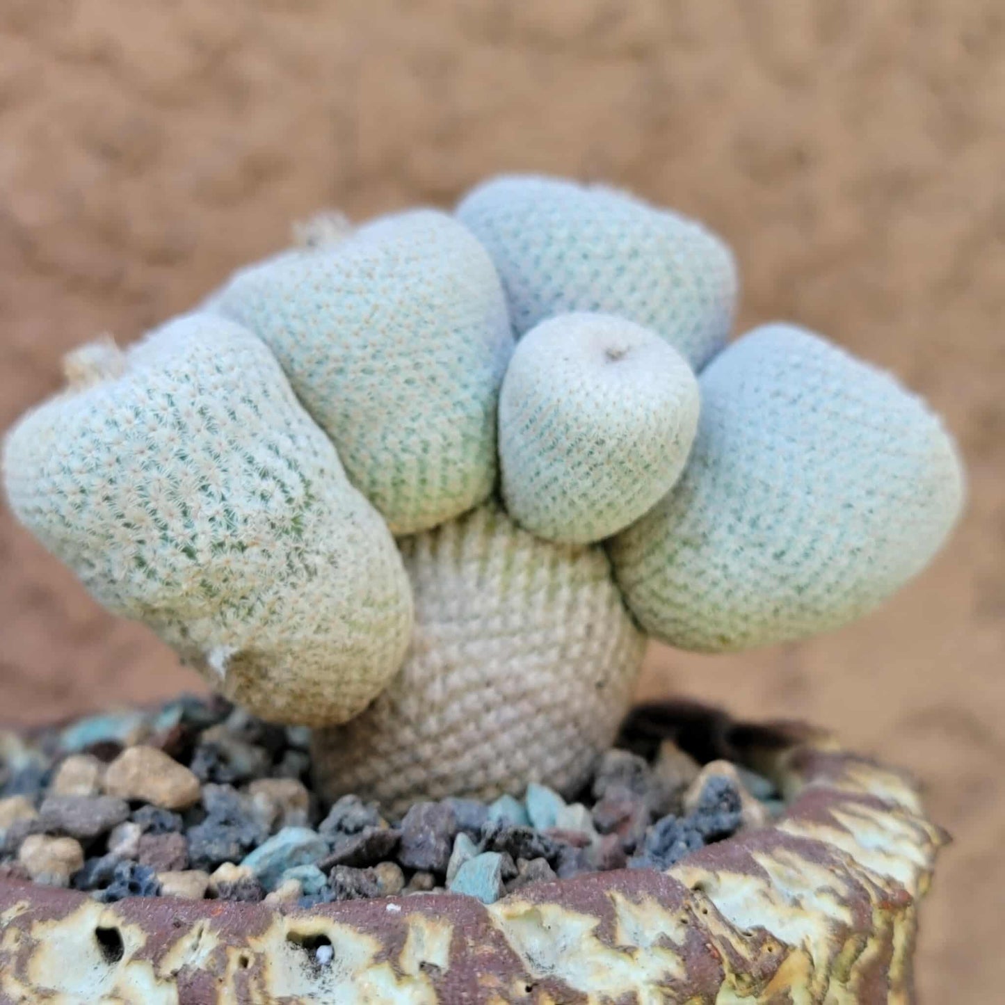 Epithelantha Bokei - 9 Heads