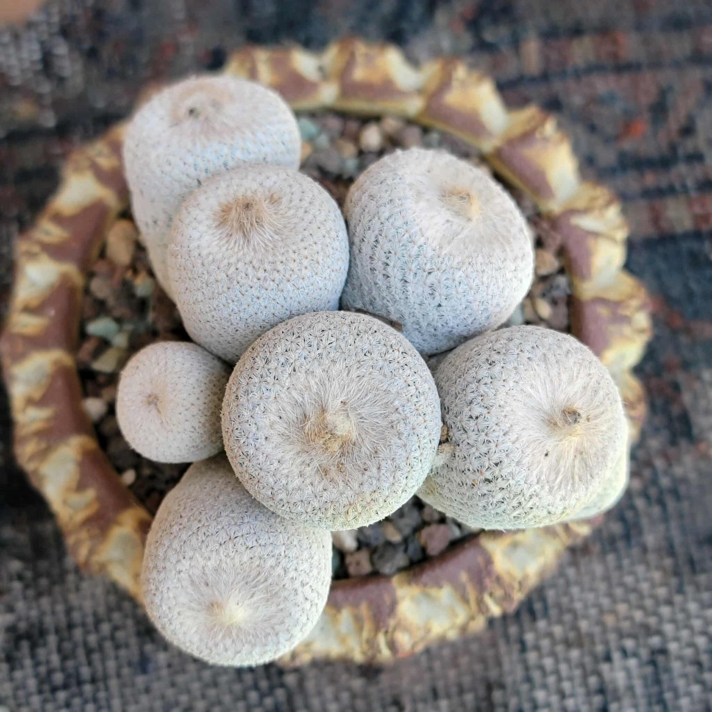 Epithelantha Bokei - 9 Heads