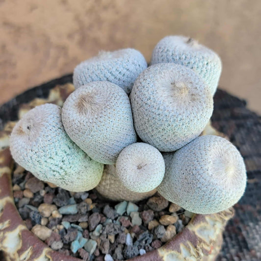 Epithelantha Bokei - 9 Heads