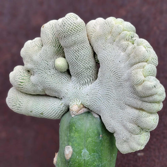 Epithelantha Bokei f. cristata - Japan