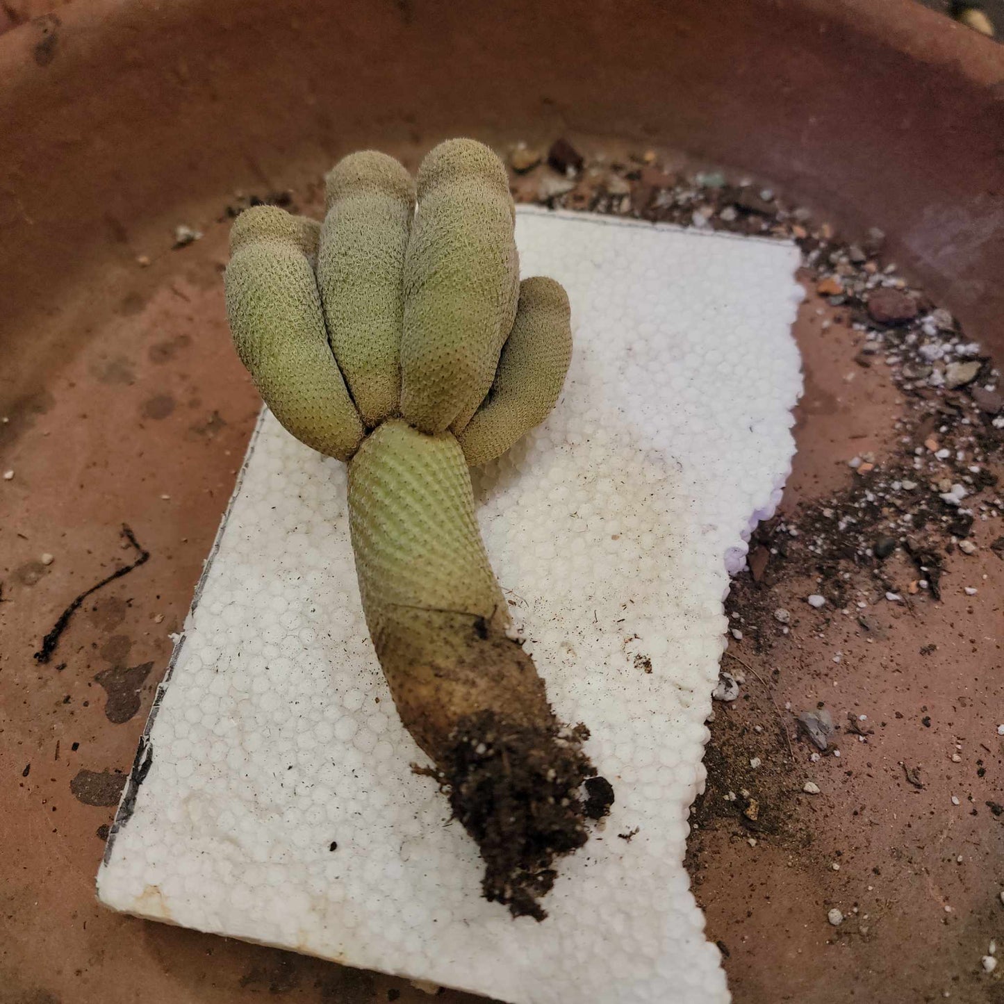 Epithelantha micromeris var. longicaulis - 9 Heads - Japan