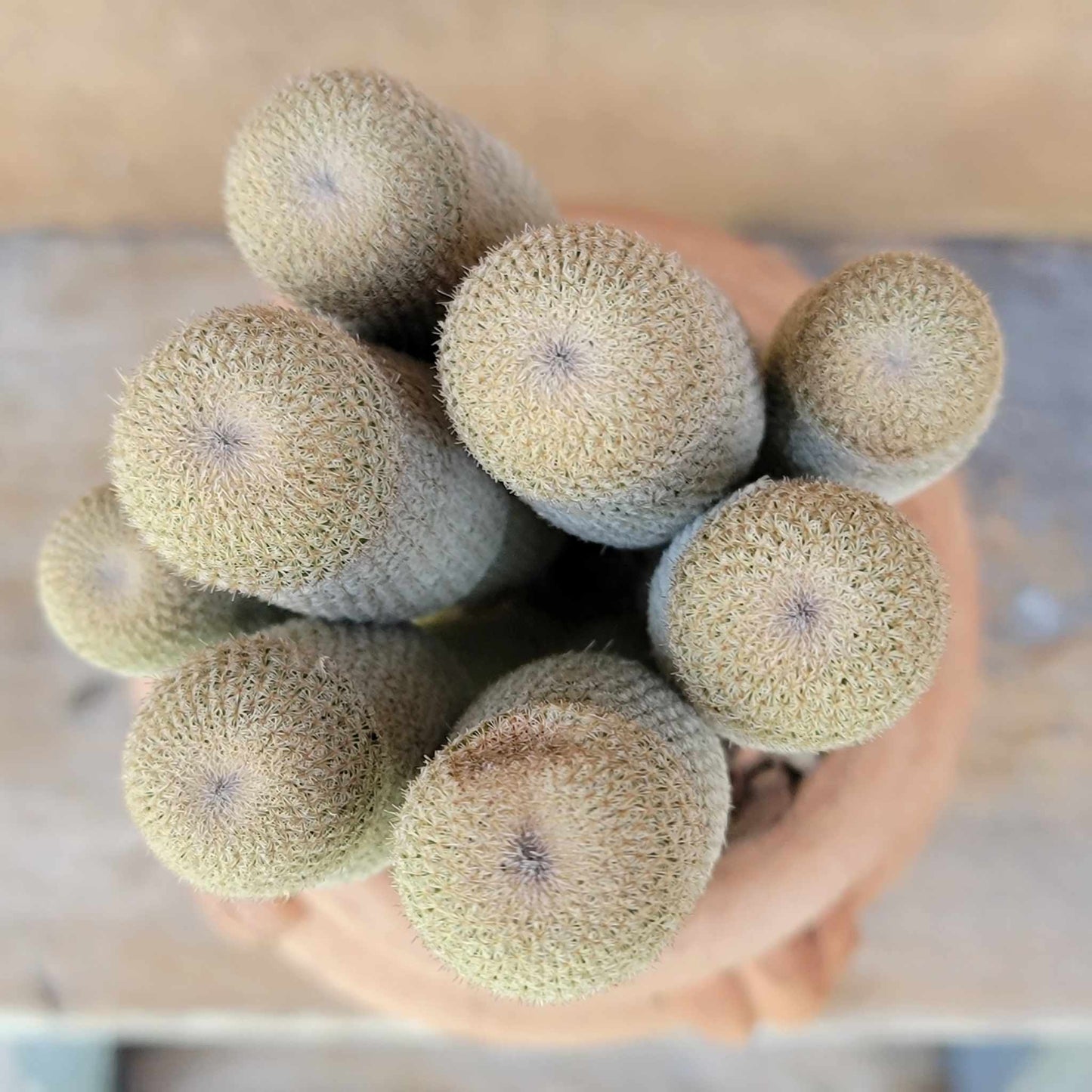 Epithelantha micromeris var. longicaulis - 9 Heads - Japan