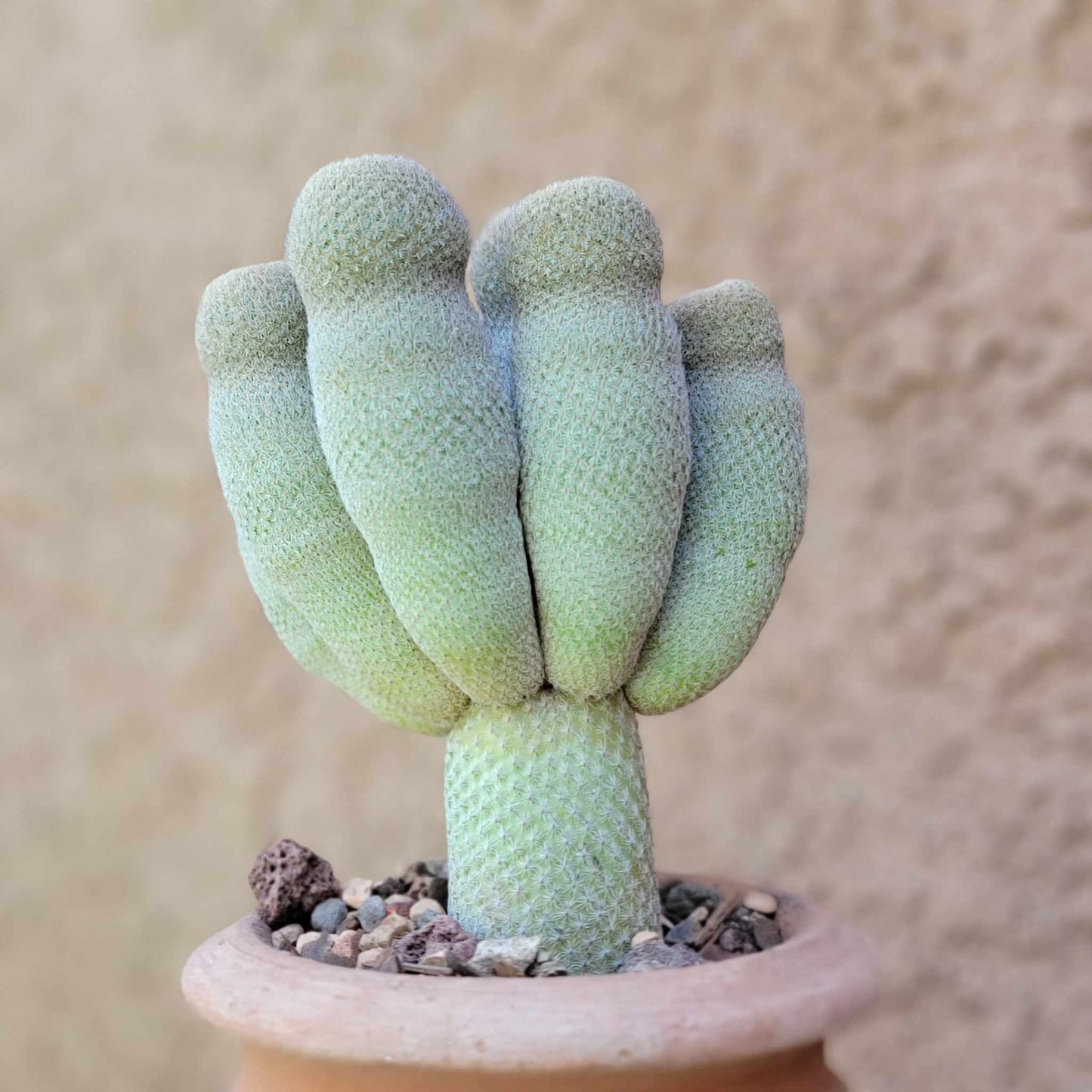 Epithelantha micromeris var. longicaulis - 9 Heads - Japan