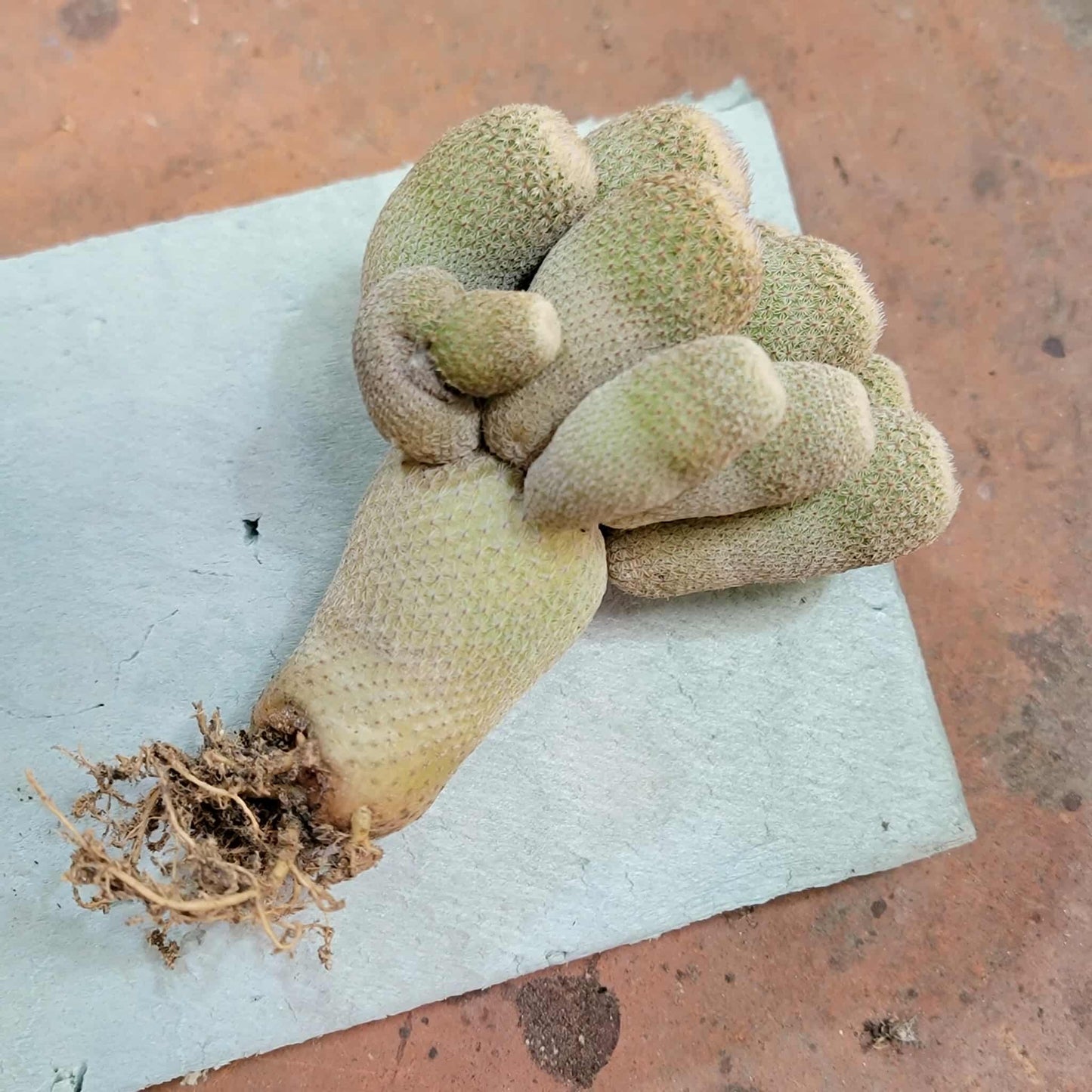 Epithelantha micromeris var. longicaulis - 10 Heads - Japan