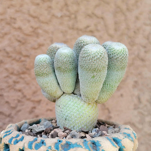Epithelantha micromeris var. longicaulis - 10 Heads - Japan