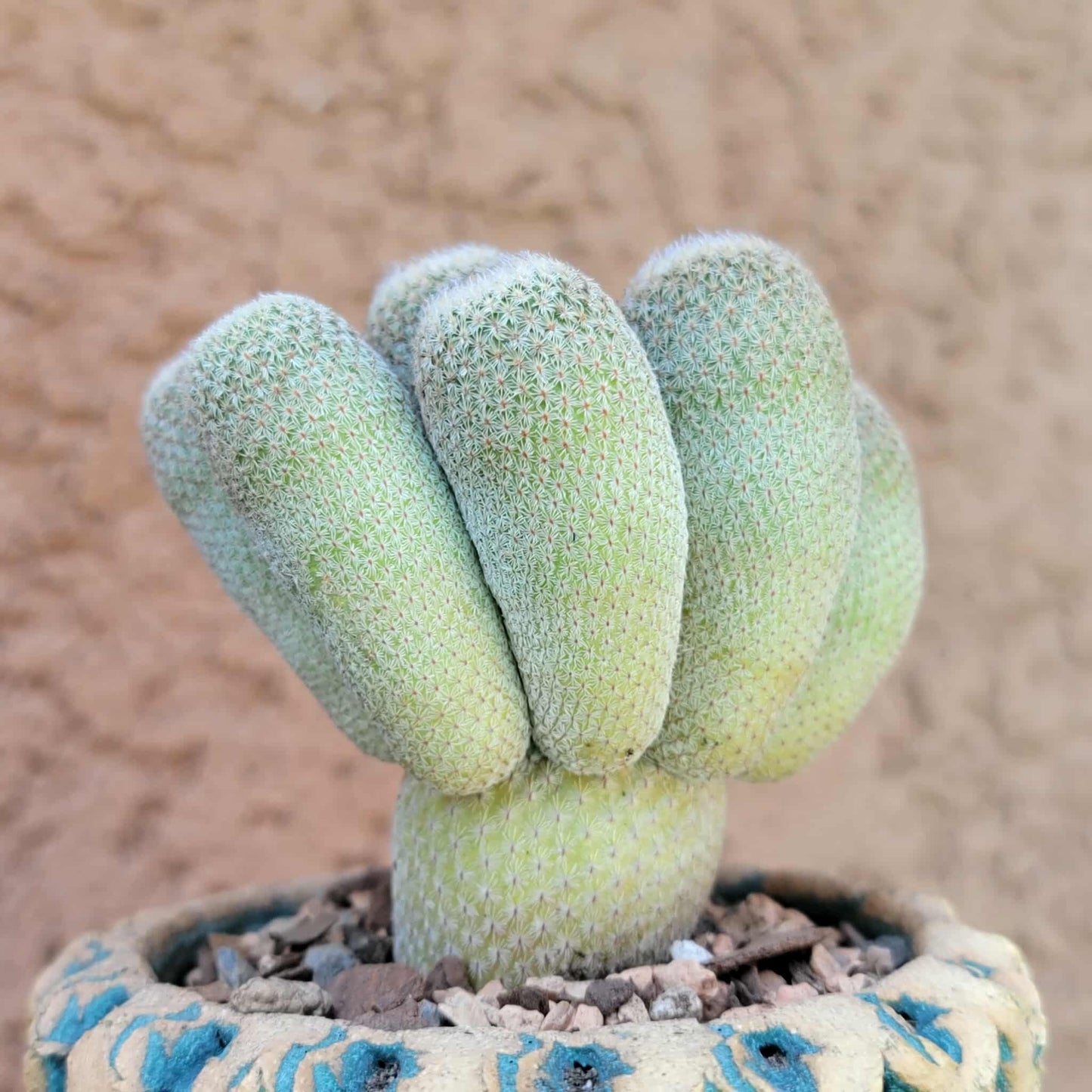 Epithelantha micromeris var. longicaulis - 10 Heads - Japan
