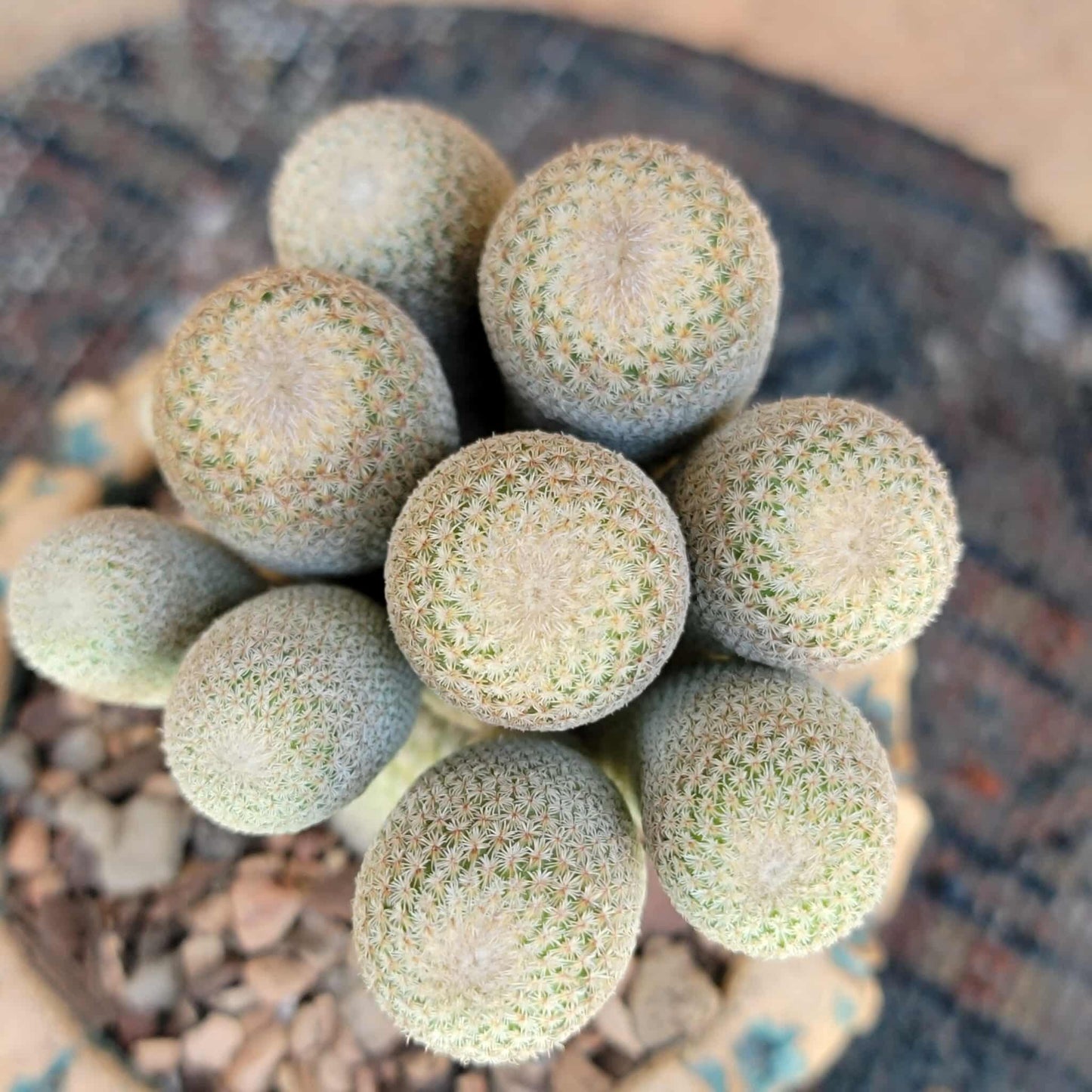 Epithelantha micromeris var. longicaulis - 10 Heads - Japan